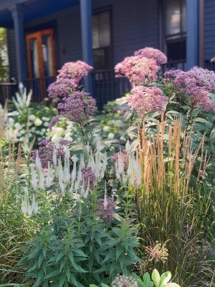 She hot! She tall! She beautiful! She buzzing!
🌱
How can a garden look so cool in 97• weather?!
Answer: Right plant, right place. Every garden design should not only take sunlight into consideration, but also soil type, plant sociability and shape as well. In my opinion, this trifecta (Joe Pye Weed, Karl Forester grass and Veronicastrum) is making it work!
.
.
.
#GardenDesign
#draughttolerant
#Gardens
#BostonGardens
