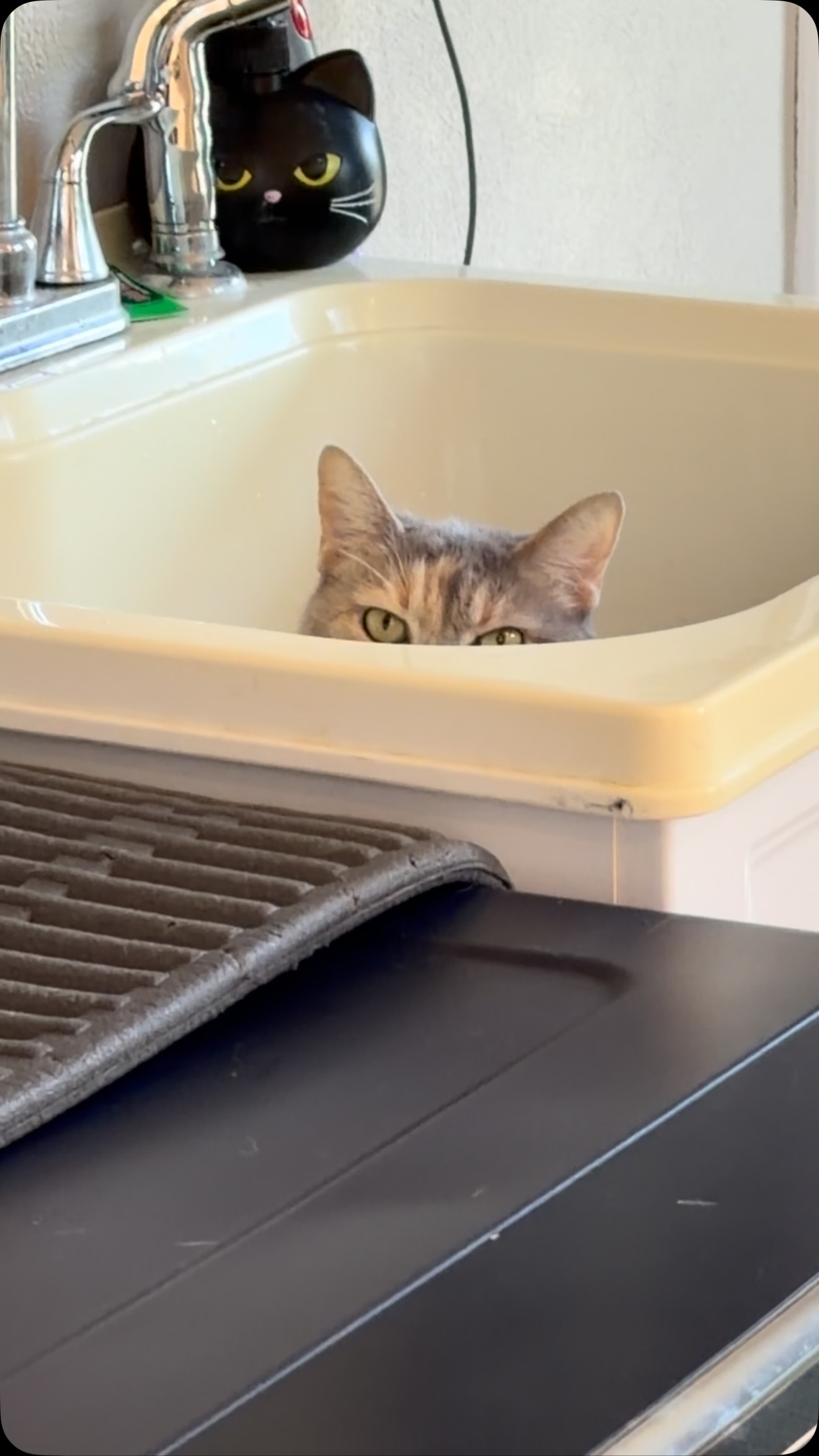 Dianne’s version of peekaboo kitty. 😸
#catsitter #centervilleindiana #richmondindiana #peekabookitty #meow