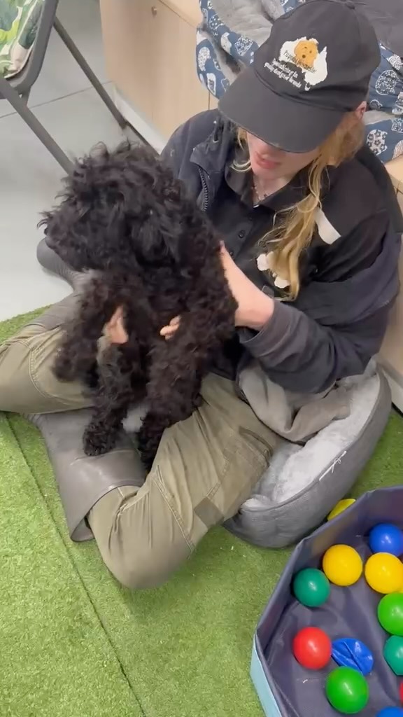 Meet Shadow, a stunning female F1B mini Aussiedoodle, born February 12, 2026, from proud parents Lottie and Arlo. With her curls, confidence, and sparkle, she’s the queen of sass and sweetness rolled into one.
Microchip: 956000019542811
Source No: BR100575
✨ She’s spoiled, she knows it, and she’s living her best life, waiting to bring joy to her forever family.
#puppiesdownunder #shadowtheaussiedoodle #sassypup #puppyqueen #BR100575