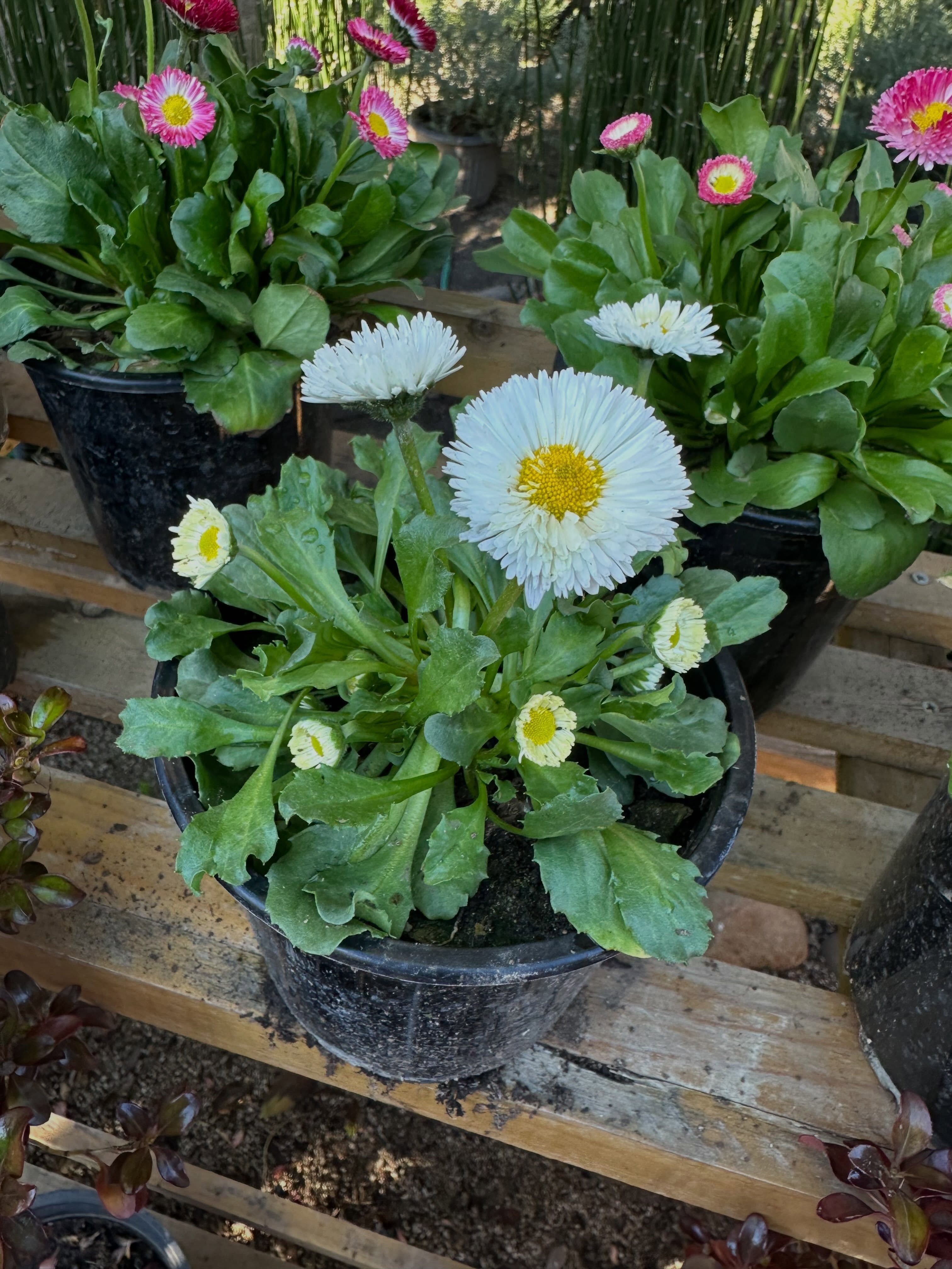 🌼 MARGARITA INGLESA (Bellis perennis) 🌼
Pequeña, tierna y llena de encanto: la margarita inglesa es esa flor que parece sacada de un cuento, tapizando el suelo con sus florcitas blancas de corazón amarillo. Crece formando un delicado montículo, ideal para bordes, macetas y jardines de estilo romántico.
Florece a comienzos, mediados y finales de primavera, regalando color justo cuando el jardín empieza a despertar. Y lo mejor: es tolerante a las heladas, así que no hay que temerle al frío.
🌤️Exposición: sol parcial
💧💧Agua: consumo medio
🌺🌼Floración: primavera
Perfecta para quienes buscan un toque de ternura y color en cada rincón del jardín. 🌸
📲 Consulta disponibilidad y arma tu pedido con nosotros.
#MargaritaInglesa #BellisPerennis #Vivero #JardínDePrimavera #PlantasOrnamentales