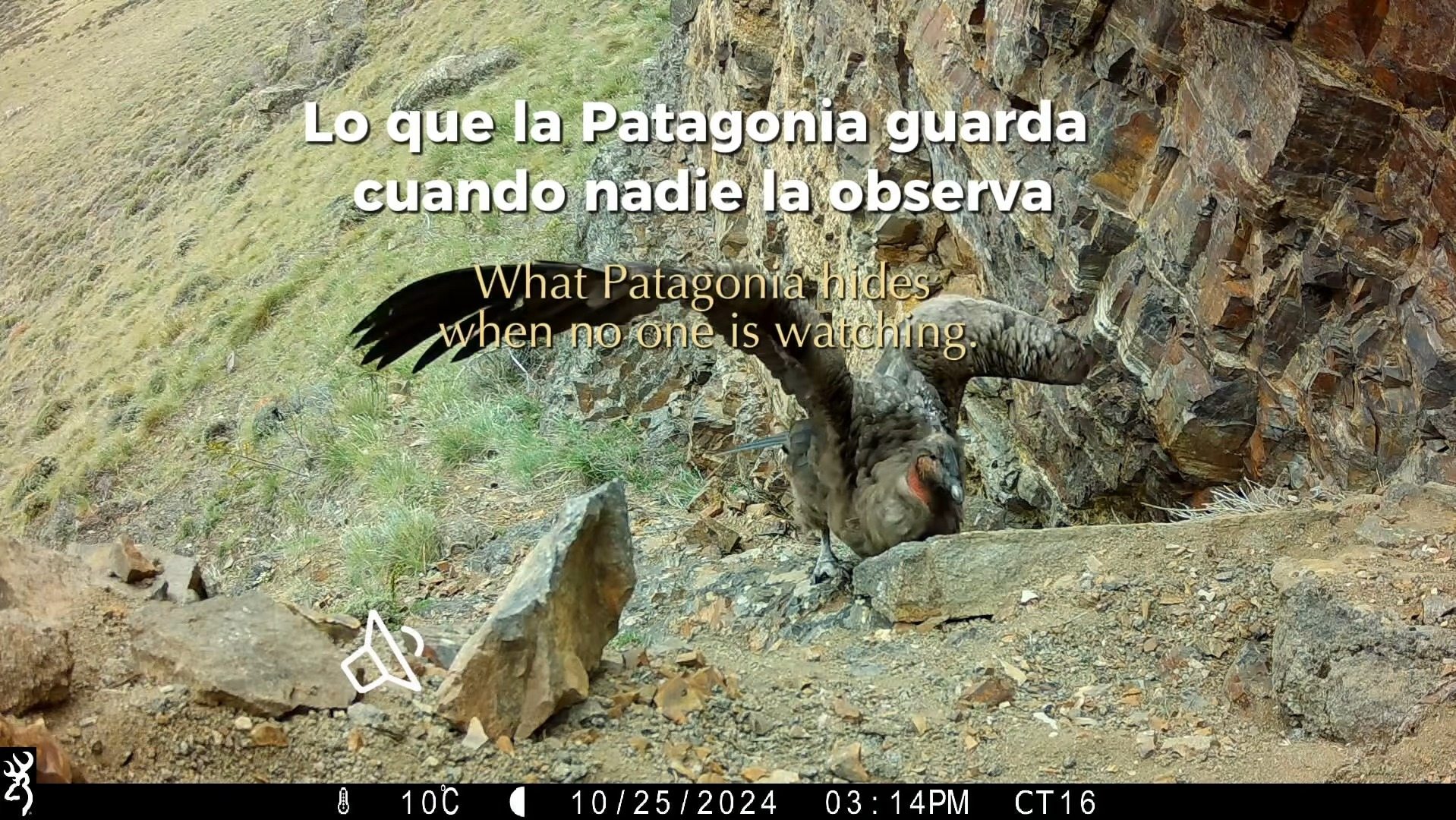 Esto es lo que sucede en Patagonia cuando nadie está mirando. 🎥🐆
Un recopilado de los mejores momentos captados por nuestras cámaras trampa: pumas al acecho, crías dando sus primeros pasos, zorros curiosos y la vida secreta de la estepa, sin intervención humana.
Cada registro es una pieza de un rompecabezas más grande. Así estudiamos, entendemos y protegemos a la vida silvestre de Cerro Guido. 🐾
Sube el volumen y quédate hasta el final. 🔊
👇 ¿Cuál es tu favorito?
—
This is what happens in Patagonia when no one is watching. 🎥🐆
A compilation of the best moments caught by our camera traps: pumas on the prowl, cubs taking their first steps, curious foxes and the secret life of the steppe — with no human intervention.
Every clip is a piece of a bigger puzzle. This is how we study, understand and protect the wildlife of Cerro Guido. 🐾
Turn up the volume and stay till the end. 🔊
👇 Which one is your favorite?
📍 @turismo.estancia.cerroguido
#FundacionCerroGuido #PumaPatagonia #Patagonia #Wildlife #CameraTrap #Conservation