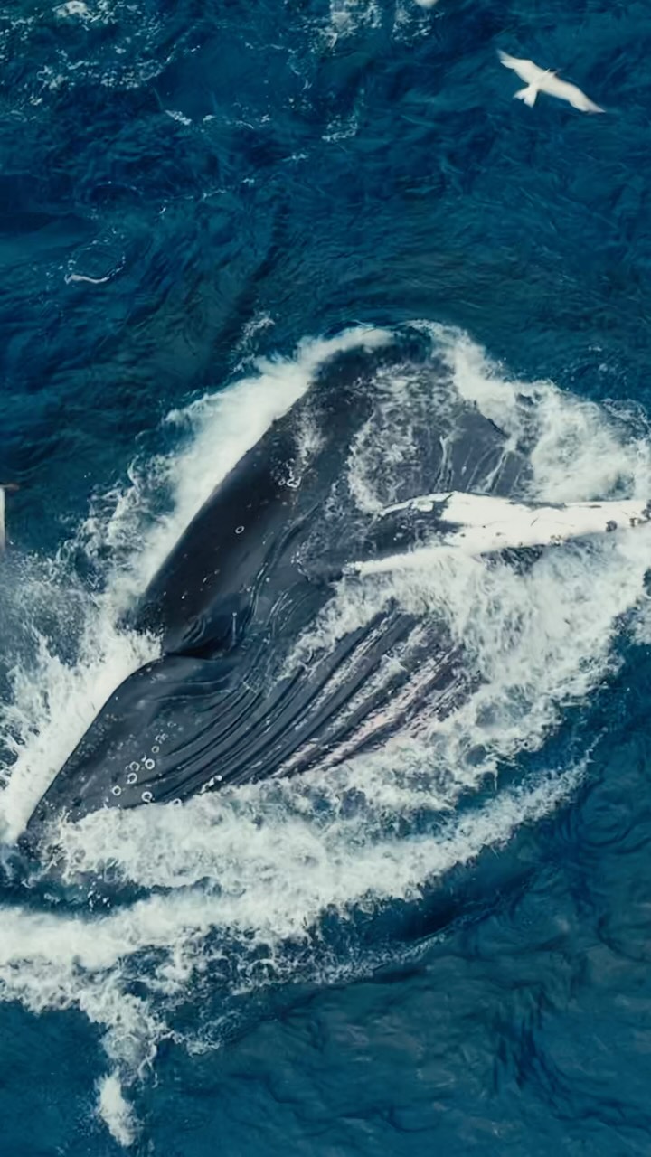 Incredible feeding frenzy today with 6 humpback whales, 4 minke whales, 200 sea lions and thousands of seabirds all feeding within a quarter mile radius! 🐋 💥
El Niño weather patterns have made the channel warmer than we can recall. We’ve seen water temps exceed 74 degrees this week! These unusually warm ocean conditions are making the whales move around A LOT in search of food, everyday has yielded something different. Luckily today they all banned together to enjoy a massive feast! 🐟
We watched this feeding frenzy for over an hour today, the action was nonstop! We’ll be heading back to this area first thing in the morning, with fingers crossed for some more action 🤞🏻
Video by Captain @adamernsterwildlife
#sbww