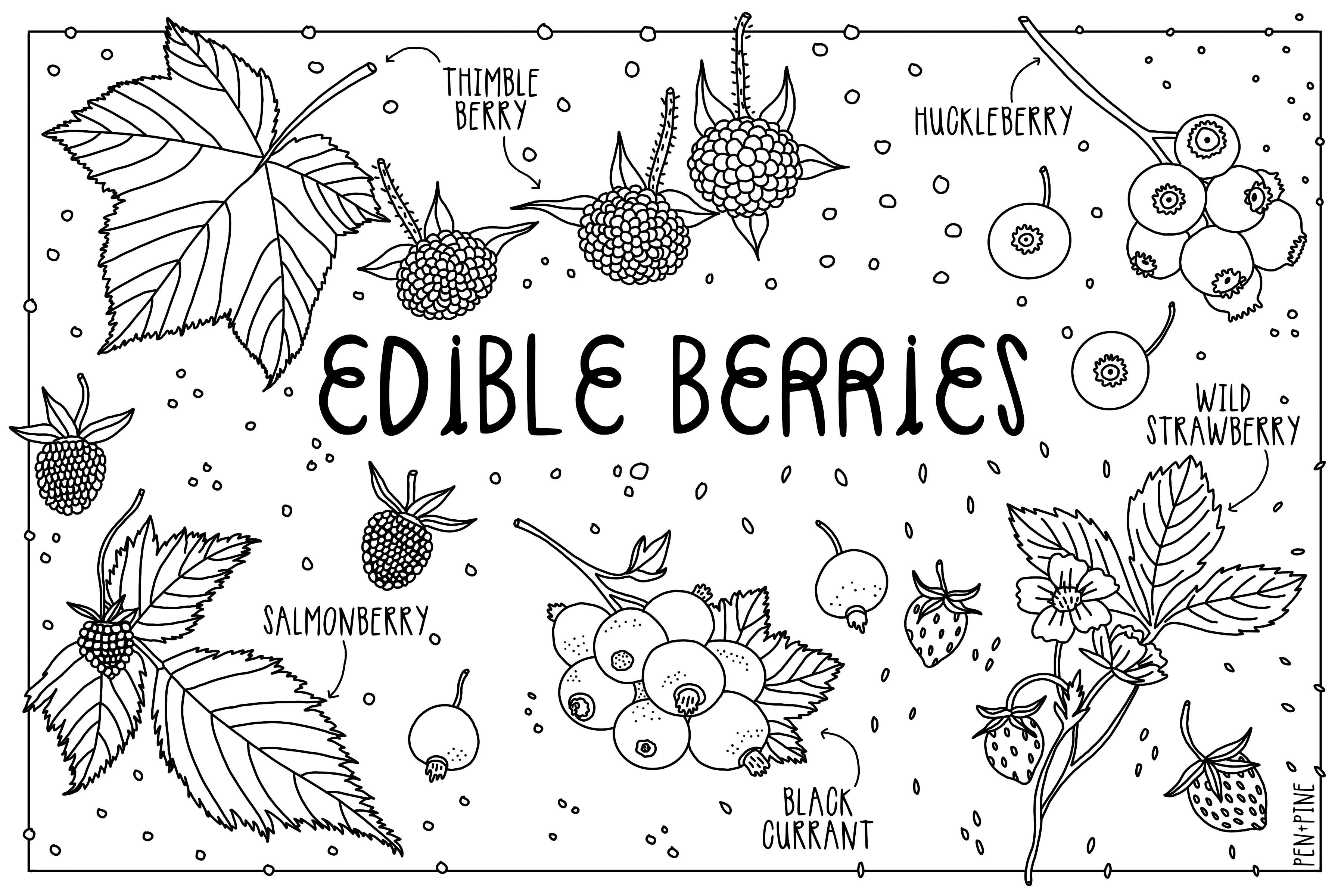 A new coloring postcard is coming soon! I’ll have all of these new goodies at the @northcountryfairarcata September 19 + 20, plus they’ll be available in my online shop on September 1st!
.
.
.
#summer #berries #coloring