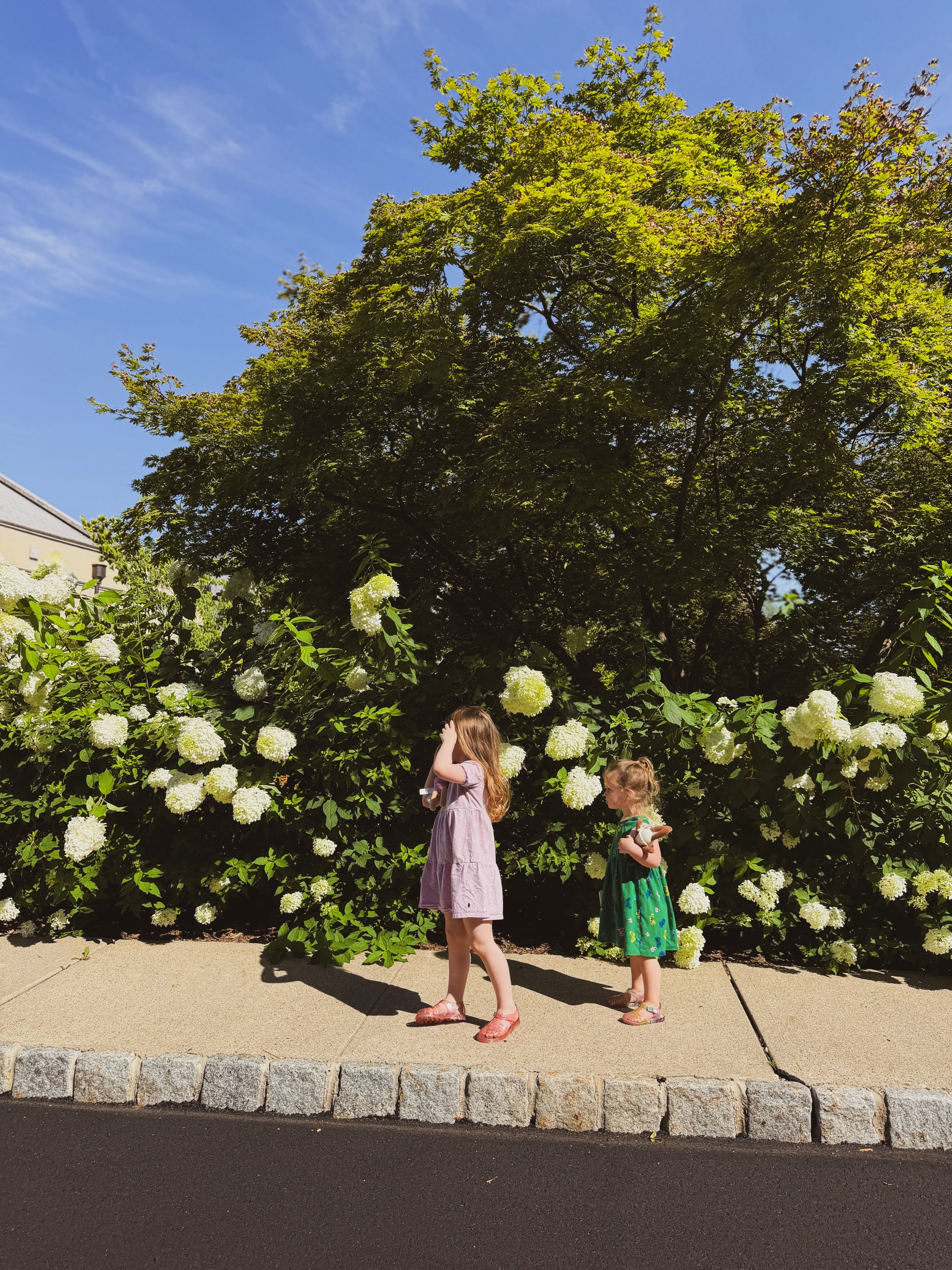 the hydrangeas on our front walk insisted on saying hello! π
we hope all our co-op fams are soaking up these sweet summer days βοΈ
#madisoncoop #madisonnj #cooppreschool #cooperativepreschool