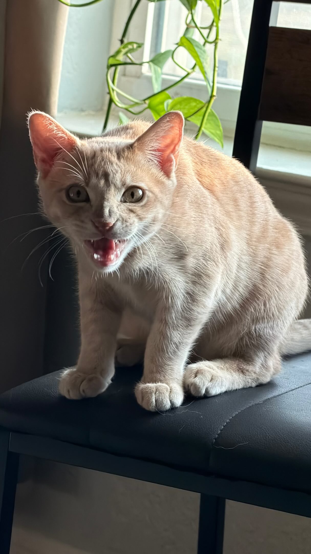 He thinks he’s a dog anyway… may as well lean into it 🤣
.
.
#cattraining