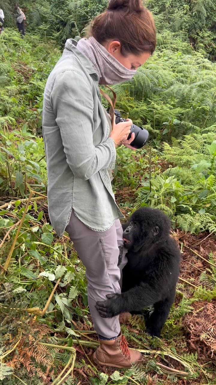 in the process right of booking a gorilla trek for some clients and it makes me want to want to go backkkk. đŚđŚđŚ such an incredible experience. #foreverafrica