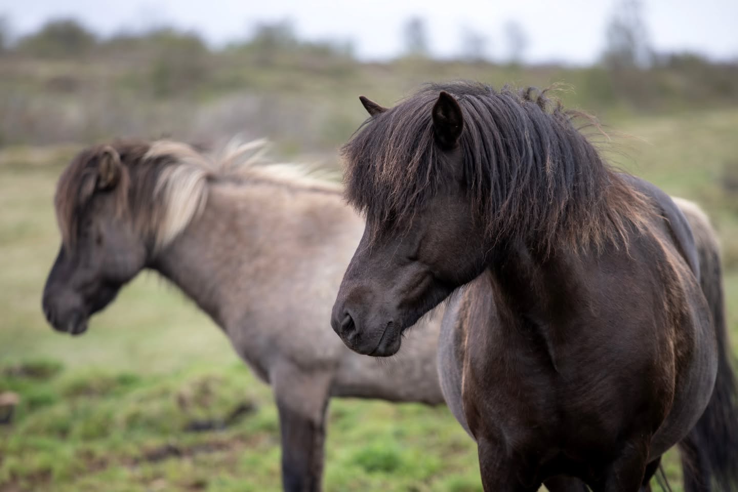 I C E L A N D I C H O R S E
The Icelandic horse is one of my favourite animals on Earth, and no trip to Iceland ever feels complete without spending some time in their company 🇮🇸
#iceland #horses #wildlifephotography #nature #travelphotography