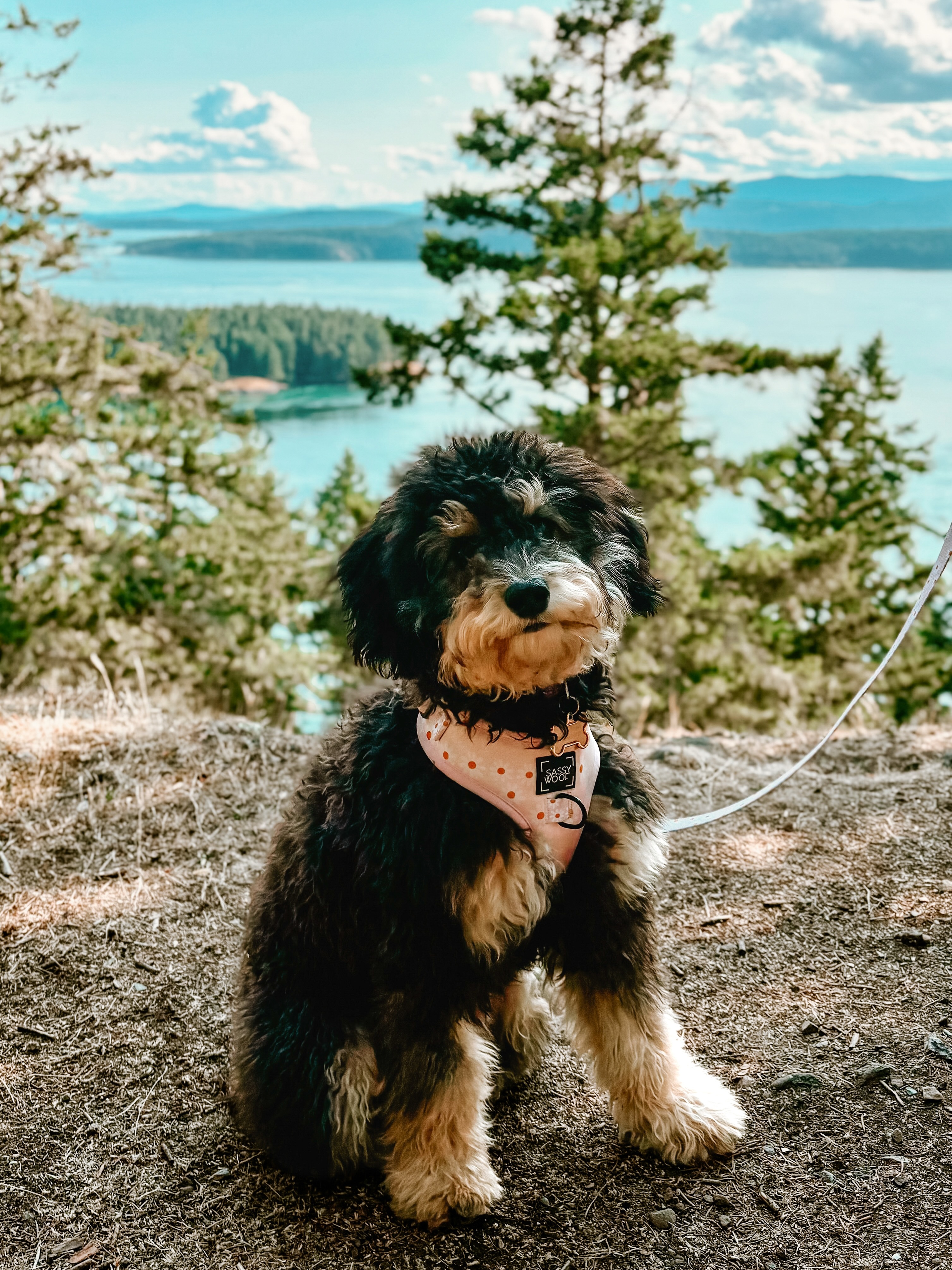 The sweetest update incoming…🥹🌊🐶
“She loves being here. She’s a bit of water dog
(she’s been blowing bubbles in her water bowl for fun the past couple of weeks) so she’s been enjoying exploring the beaches and has been loving the freedom of being off leash and having more space to run free.
I was also telling Bailey the other day that I think you guys gave us a unicorn puppy because she is just so good! For example, I bathed her the other day before coming here and she just stood there and let me do my thing and then decided that it was a good time to lie down and rest while I was blow drying her. We’re all obsessed with her🥰.” -Sara
Maisie (formerly Bobbin) from Annie x Splash
•••••••••••
We currently have a repeat of this pairing in our nursery! Ready to join their families the first week of September! Availability is limited 🩷 Apply today at RockyLegendDoodles.com • 🇨🇦 Calgary, AB