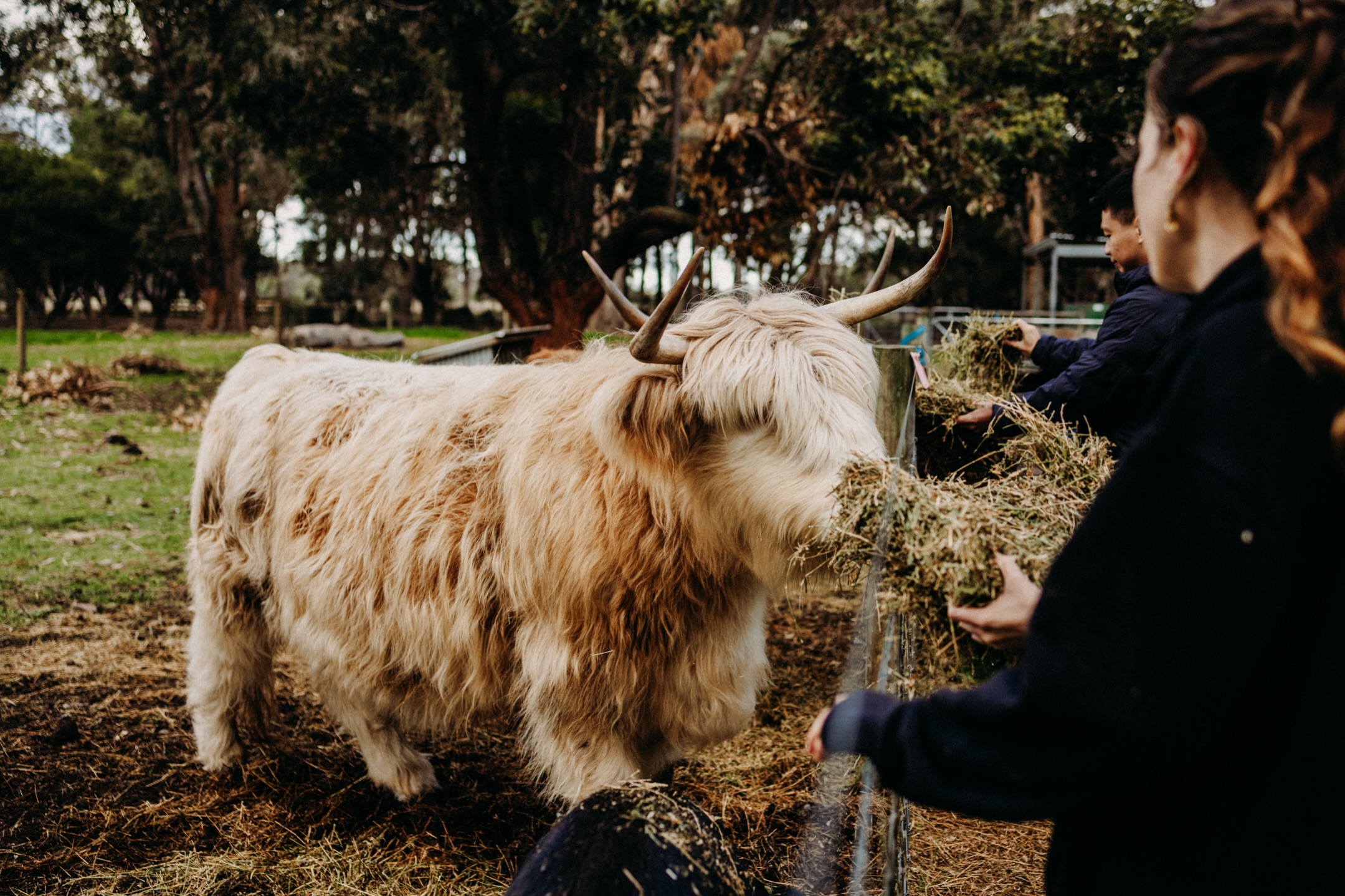 When you stay with us, don’t forget to say hi to the oh so beautiful miniature (not so miniature!) highland cows, Freya and Torvi. You’ll see them in the far paddock located in front of the timber cottages. Call for Gloria too…she knows her name and will come pop out from the hay feeder to say hello 🐽.