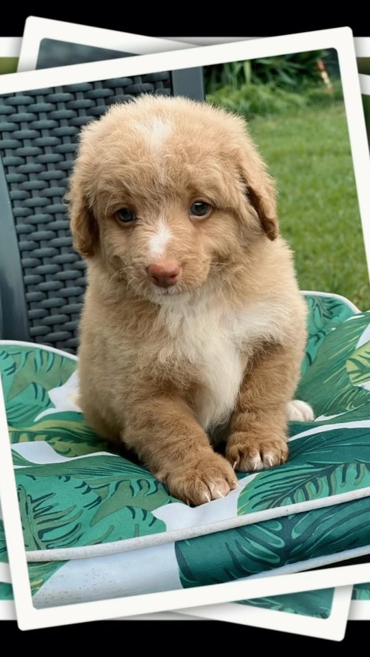 Say hello to Ollie, a delightful male F1B Mini Bordoodle, born January 17, 2026, with parents Minty and Matt. His personality is as bright as his curls, and he’s ready to bring love and laughter to his forever family.
Microchip: 956000019407136
Source No: BR100575
✨ Limited‑time opportunity: Ollie is available now at an affordable price, with gentle savings of 48–50% off, making happiness even easier to bring home.
#puppiesdownunder #olliethebordoodle #puplove #aussiepups #BR100575