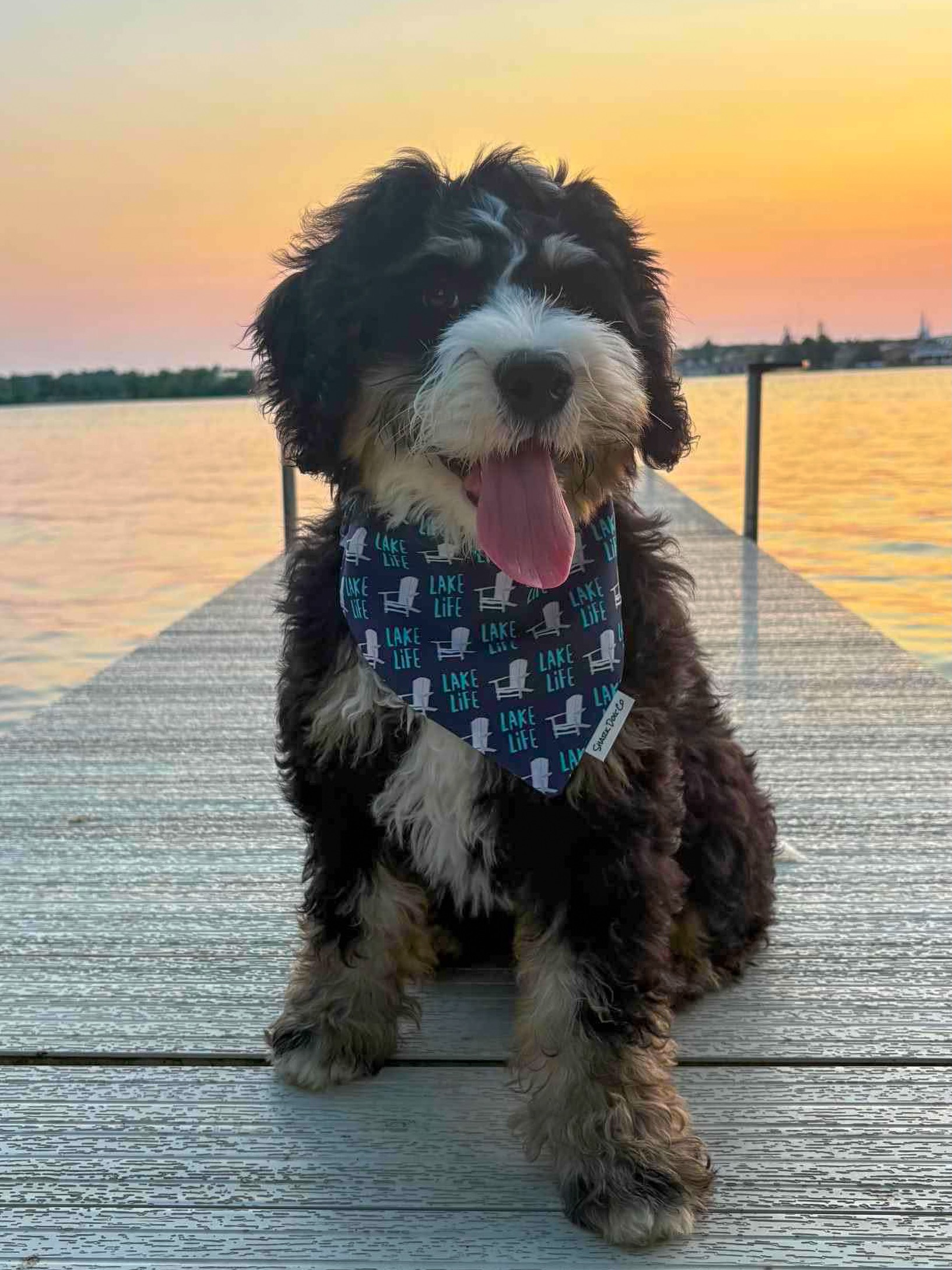 Lily at the lake 💙🌊
Safe to say she is enjoying the Lake Life 🌅
#sharkdogco #unleashtheshark #scrunchiebandana #lakedog #bernedoodle