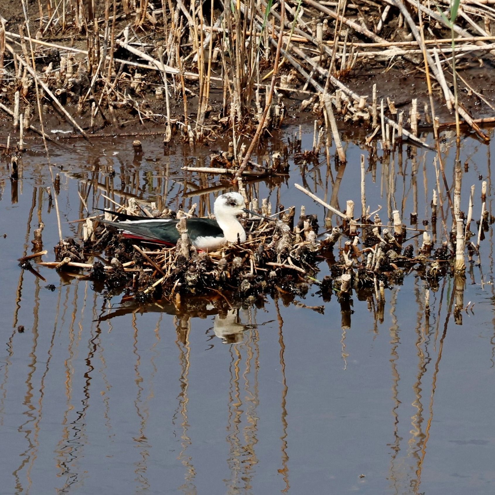 Black-winged stilt on nest from earlier in the year.
#islandwildlife #kefaloniawildlife #greekwildlife #guidedwildlifewalks #birdlovers