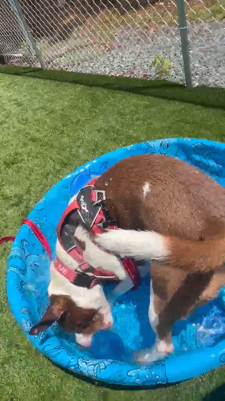 A little Thursday slow down and watch a puppy time!
Enjoy 29 seconds with Pebbles splashing around with her best friend, ball.
With all this rain, the dogs are thrilled to take advantage of some sunshine!
#dogsatplay #enrichmentactivities #summervibes #fluvannaspca #pitbullsofinstagram