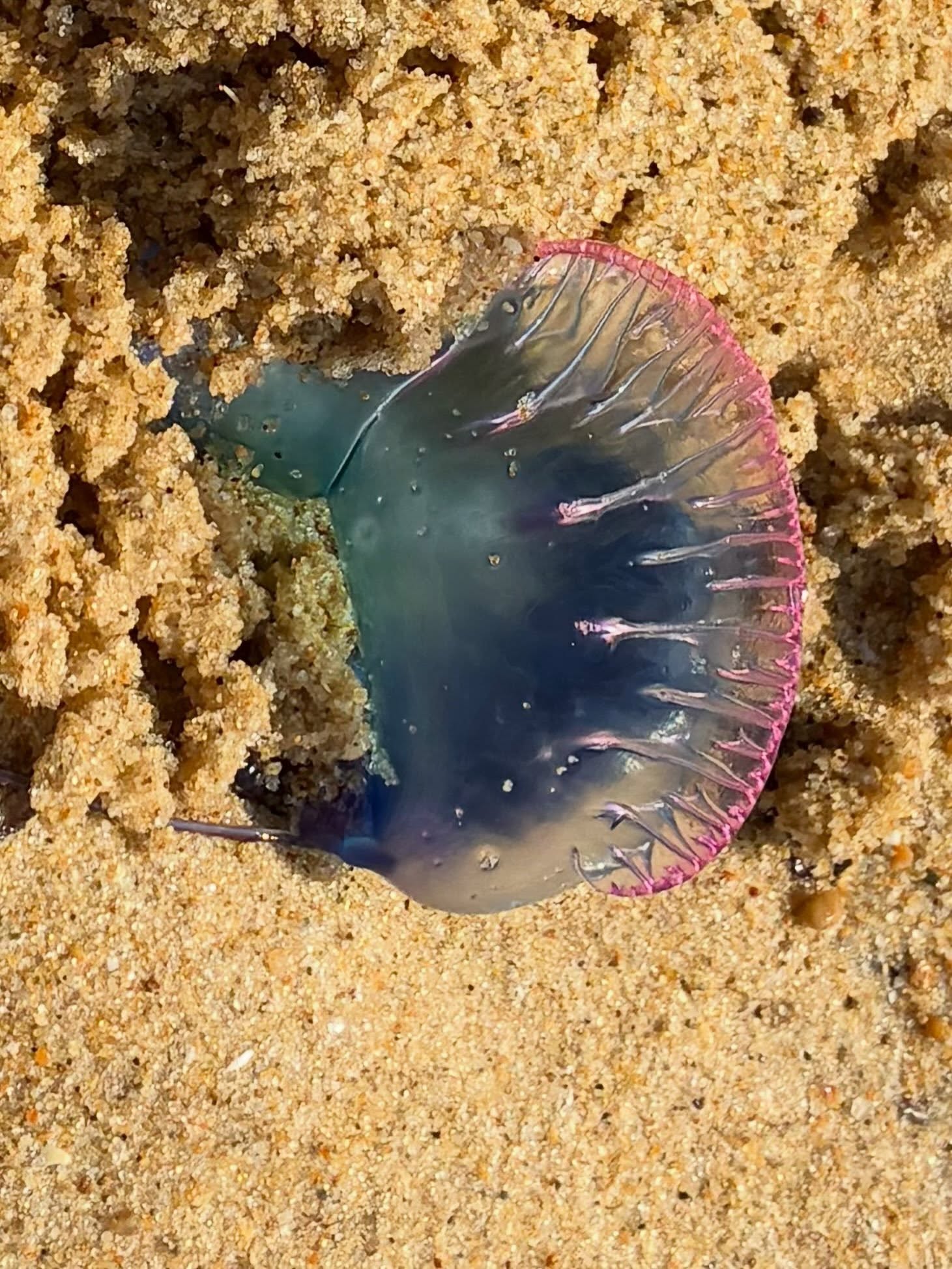 These 2 beauties are so fierce, un-predictable with their up to 10m filaments and very allergens. Proper painful when you are caught! They were on the beach the other day. I did not get caught. But I heard stories… Just a reminder that beauty is not synonym of kindness! Admire but for afar! And that sometimes, we have to look beyond the appearances! I hope you are all having a wonderful summer, fun, exciting, calm, joyful and loving.