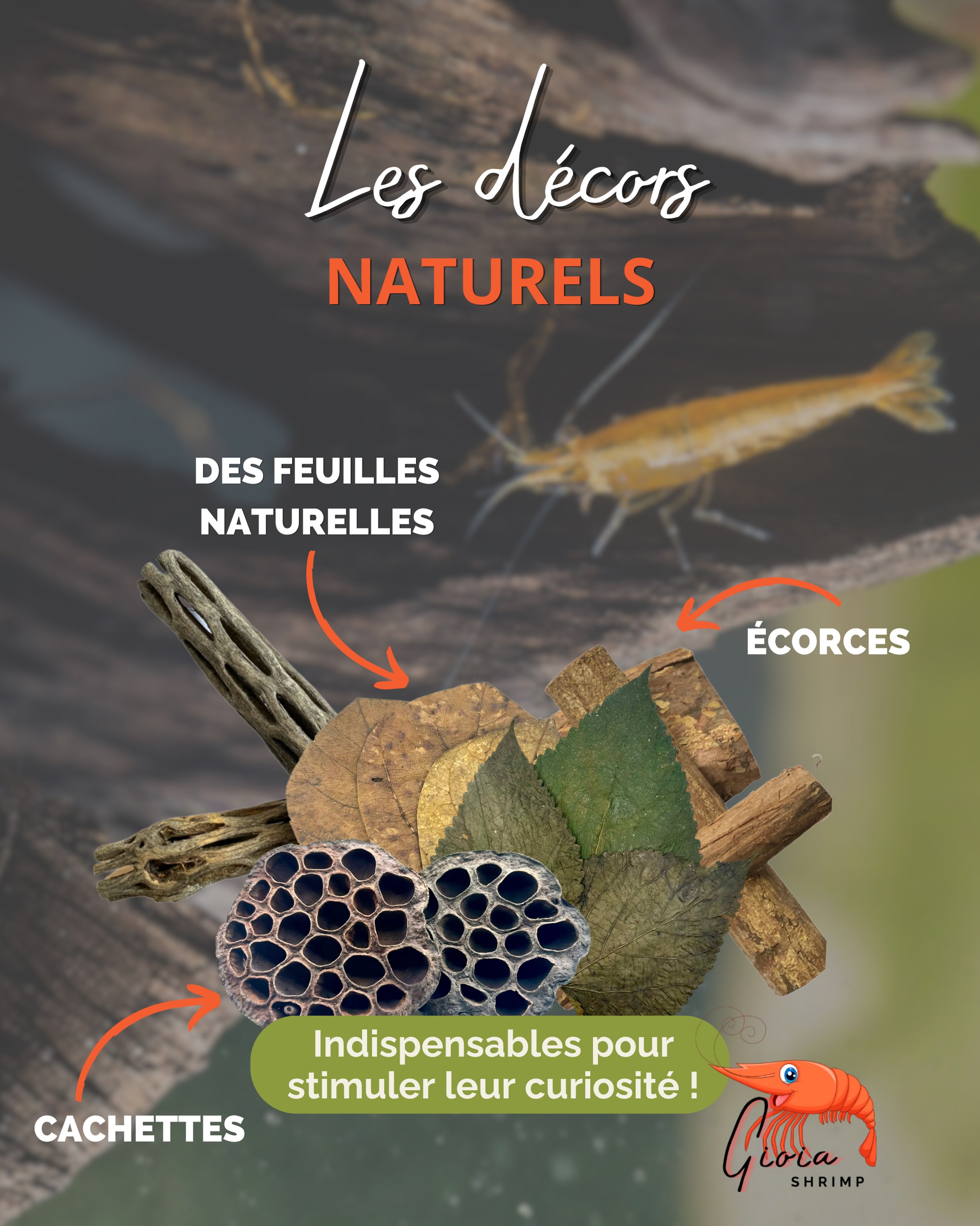 3 raisons de mettre des éléments naturels dans votre aquarium ! 🌿
La plupart de nos éléments naturels jouent deux rôles : celui de purificateur d’eau et celui d’aliment pour vos invertébrés 🥒
Les feuilles, graines et autres éléments naturels ont de nombreuses propriétés et vertus dont celle d’agir comme antibactérien. Ils aident à combattre toutes les infections et maladies et contribuent à la bonne santé de vos crevettes 😷
En plus d’être efficaces, ils décoreront joliment vos aquariums ! N’hésitez pas à en commander chez nos revendeurs partenaires 🤝🏻