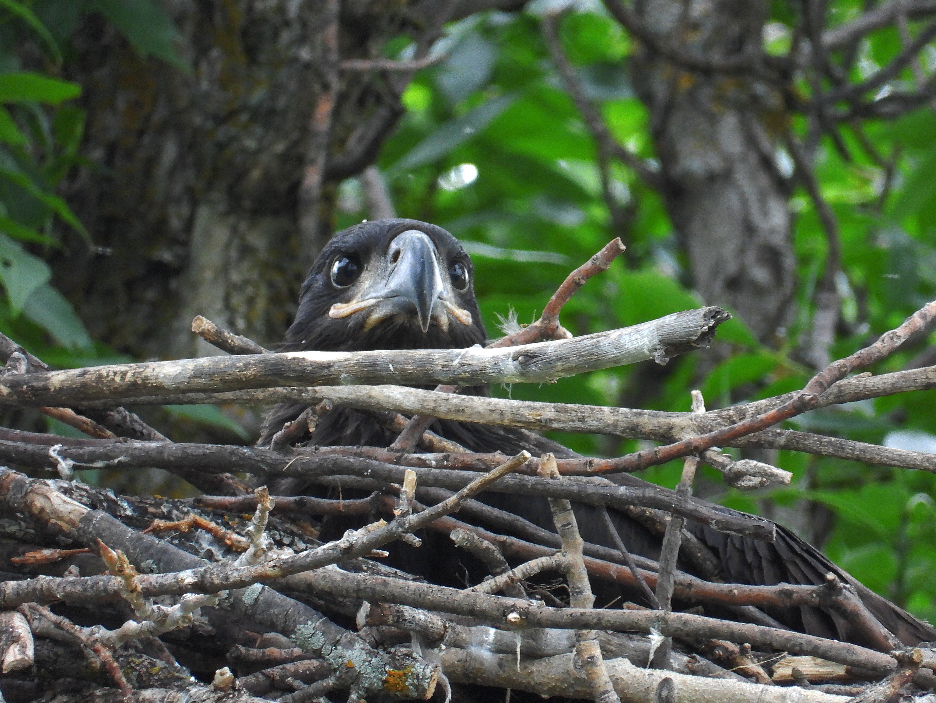 It is with heavy hearts that we share some news.
The tree holding the Bald Eagle nest on campus has fallen, and the nest is no more. Migizii (Bald Eagle) has used this nest to incubate eggs and raise young for many years.
The evidence suggests the tree came down during the brief windstorm on the afternoon of July 20. The nest was still in the tree that morning, but down by the morning of July 21.
Thankfully, it appears this year’s eaglet had already fledged. A juvenile Bald Eagle has since been seen soaring over campus, which we hope was the same bird we saw in the nest earlier this year.
Bald Eagles often return to the same nest year after year. They add new material to their nests each season, and nests can become enormous over time. Some can reach metres across and weigh hundreds of kilograms.
It is sad to lose a nest that has been part of our campus for so many years. But we are grateful this year’s young made it safely into the world.
We will be watching the skies for Migizii and hoping to see them begin building a new nest in 2027.
Slide 1: Eaglet on nest, Fort Garry Campus, University of Manitoba.
Slide 2: Adult Migizii near nest, Fort Garry Campus, University of Manitoba
Slide 3-5: Fallen tree and Bald Eagle nest on ground.
Slide: 6: Eaglet on nest, Fort Garry Campus, University of Manitoba.
Photos of eagles were taken from a considerable distance using a Nikon Coolpix P1100.
📷: @justinleerasmussen