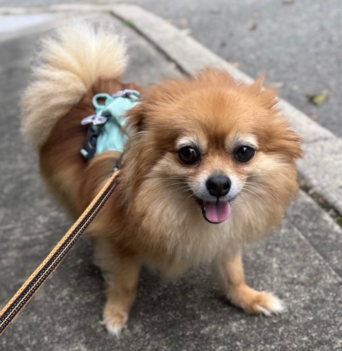 Wishing you a #happyfriday from our tiny yet hugely adorable friend, Reese! ๐พ๐