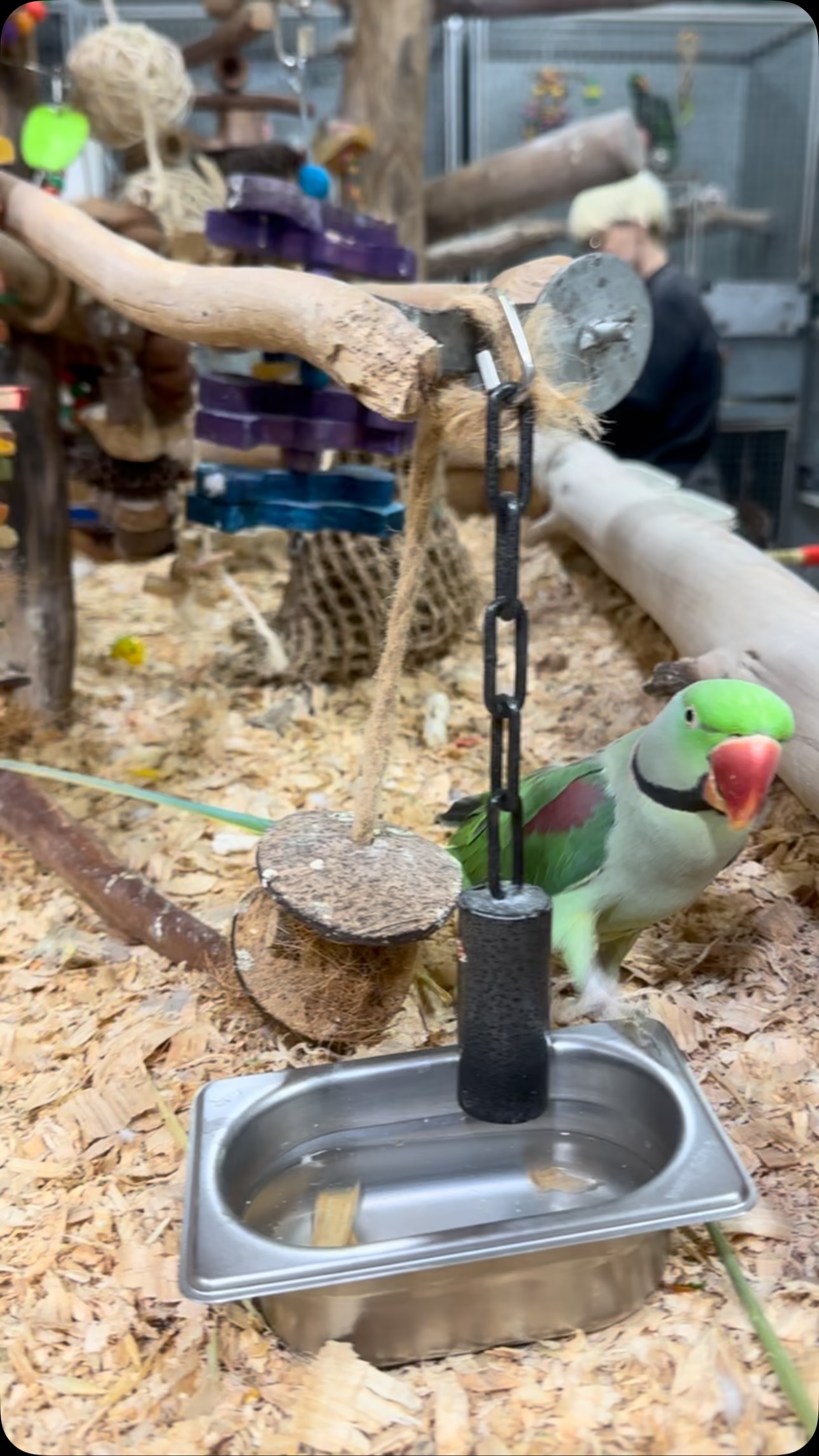 Instagram caption:
Meet our handsome Alexandrine parrot, currently looking for his forever home! 💚 He was just showing off his climbing skills when we got an unexpected cameo… a red-faced parrot finch decided this was the perfect moment for a jailbreak! 😅 Little escape artist clearly wanted in on the action.
Interested in giving this stunning boy a home? Pop into the store or check the link in bio for more info: www.birdsville.net.au
#Alexandrineparrot #ParrotsOfInstagram #BirdRehoming #AdoptDontShop #ParrotFinch BirdEscapeArtist PetBirds BirdsvillePets RehomeAPet BirdLovers