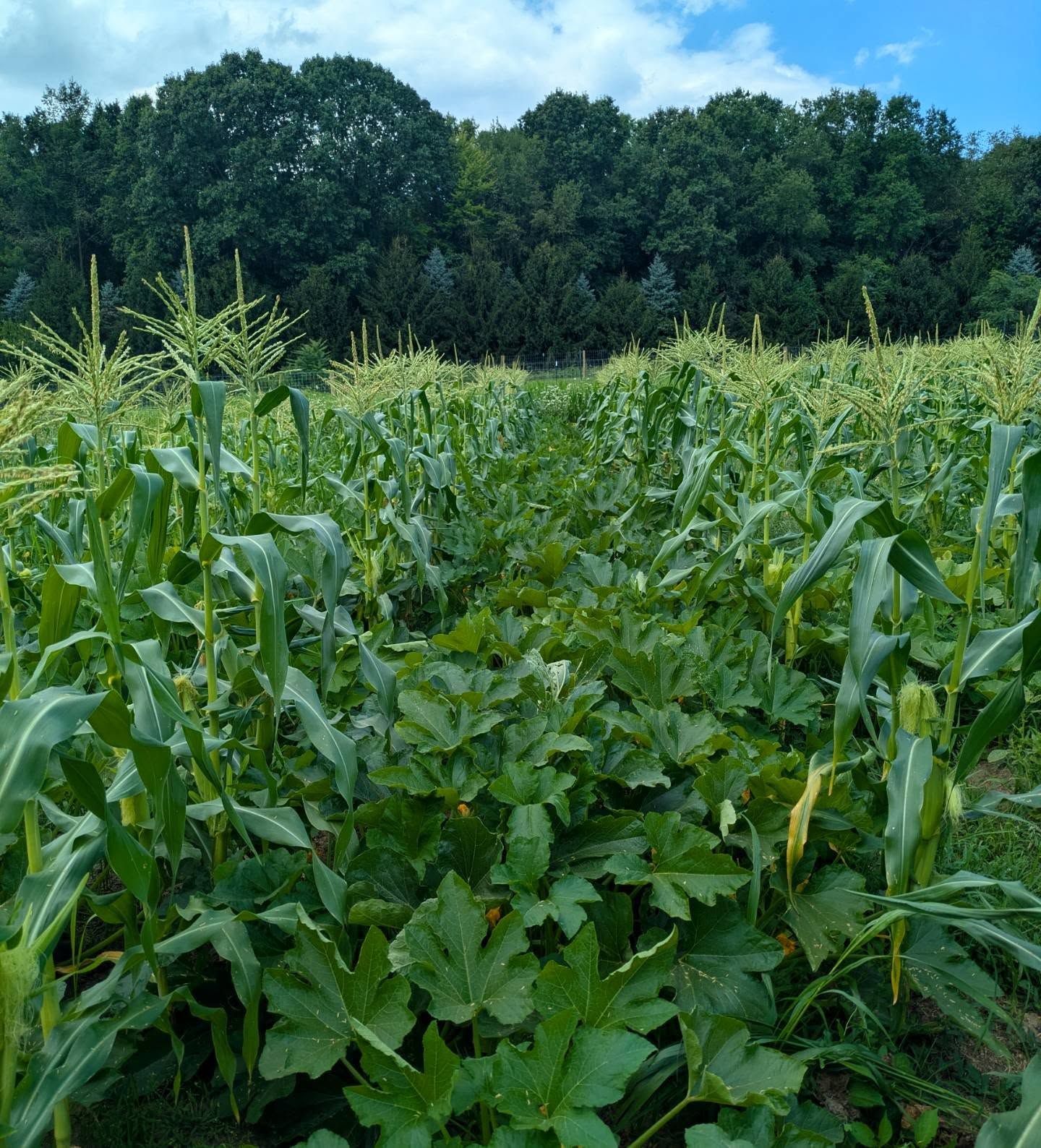 Most of this quadrant looks absolutely insane, full of grass, thistle, bind weed, and squash plants that died from vine borer. Growing food isn't always pretty, but these rows of acorn squash and corn cooperated, so here you go. π
π·πΎπ