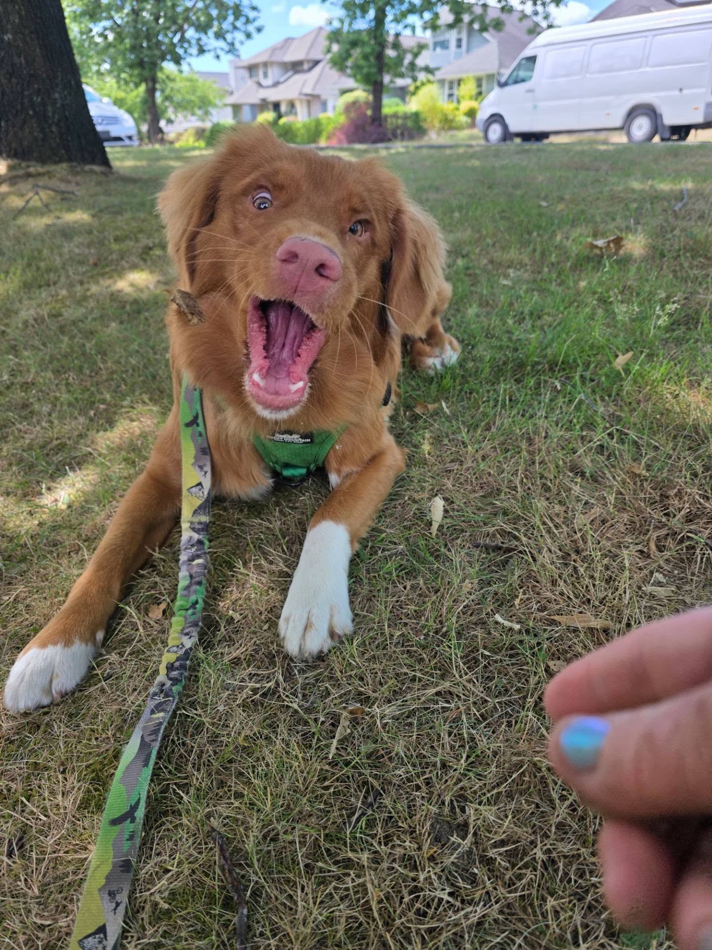 Happy 1st Birthday to Finnick! 🥳🐾
It's hard to believe this handsome guy is already one! We first met back in November when he was only about 3.5 months old, and it's been such a joy watching him grow and mature over the past several months.
I feel incredibly lucky to be a regular part of his life and routine, and there's something so special about getting to build that kind of relationship with the dogs and people I work with. Watching their confidence grow, their personalities shine, and celebrating milestones like this is one of the best parts of my job.
Happy Birthday, Finnick! Here's to many more adventures together. 💙