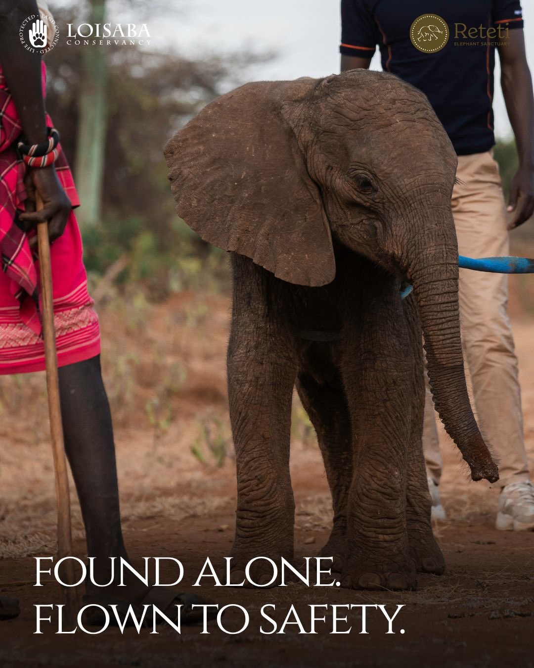 One community member’s quick response gave Koija a second chance. 🐘
After Namichira Lenkupae found the young calf separated from his mother, he alerted Loisaba Conservancy (@loisaba_conservancy). The Loisaba team responded quickly, cared for Koija overnight and worked with Reteti Elephant Sanctuary (@reteti) to fly him into specialist care the following morning.
Koija is now rehydrating, feeding well and settling in at Reteti—a powerful example of community-led conservation and partnership in action.
#LoisabaConservancy #RetetiElephantSanctuary #ElephantRescue #CommunityConservation