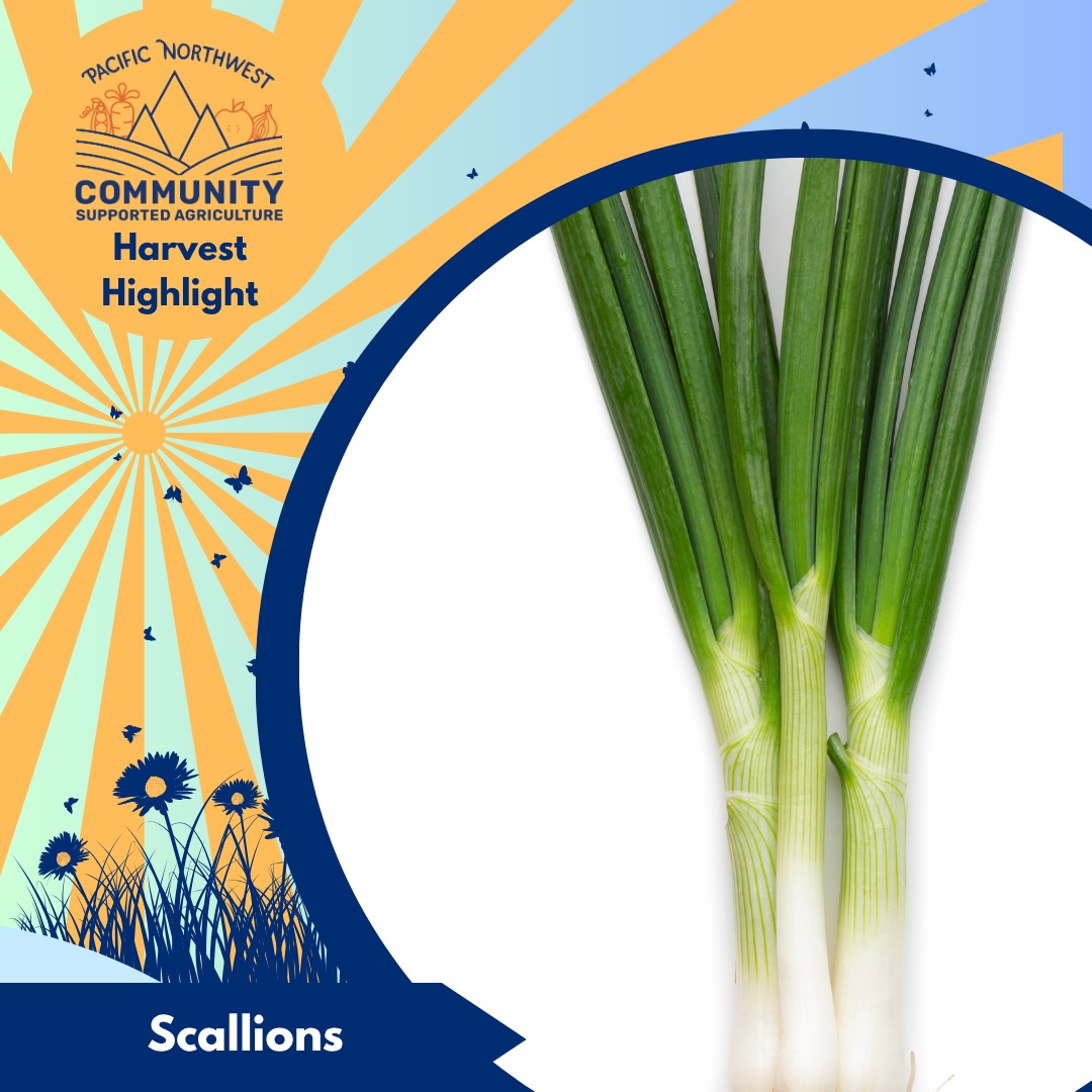 🧅 Harvest Highlight: Scallions 🧅
Scallions (also called green onions) are one of the hardest-working vegetables in your CSA box. With their fresh, mild onion flavor, they can brighten just about any meal, and the best part is that the whole plant is edible, from the white bulbs to the green tops.
CSA scallions are often harvested just before pickup, making them crisper, juicier, and more flavorful than the bunches that have been sitting on grocery store shelves.
How to Use Them
– Raw: Slice into salads, tacos, grain bowls, sandwiches, or baked potatoes.
– Cooked: Sauté with garlic to start soups, stir-fries, or pasta sauces.
– Grilled: Toss whole scallions on the grill until lightly charred—they become sweet and smoky.
– Herb substitute: Use the green tops like chives in scrambled eggs, dips, or mashed potatoes.
– Scallion pancakes: A classic way to turn an extra bunch into a delicious snack or side dish.
Storage Tip
Store scallions in the refrigerator wrapped in a damp towel or in a produce bag. If they start to wilt, trim the ends and stand them in a jar with an inch of water for a few hours to help them crisp back up.
Scallions may seem simple, but they're one of the easiest ways to add fresh flavor to almost any dish. Don't save them just for garnish; they deserve to be the star of the meal, too!
#HarvestHighlight #Scallions #GreenOnions #PNWCSA #KnowYourVeg #EatLocal #CSA #SeasonalEating