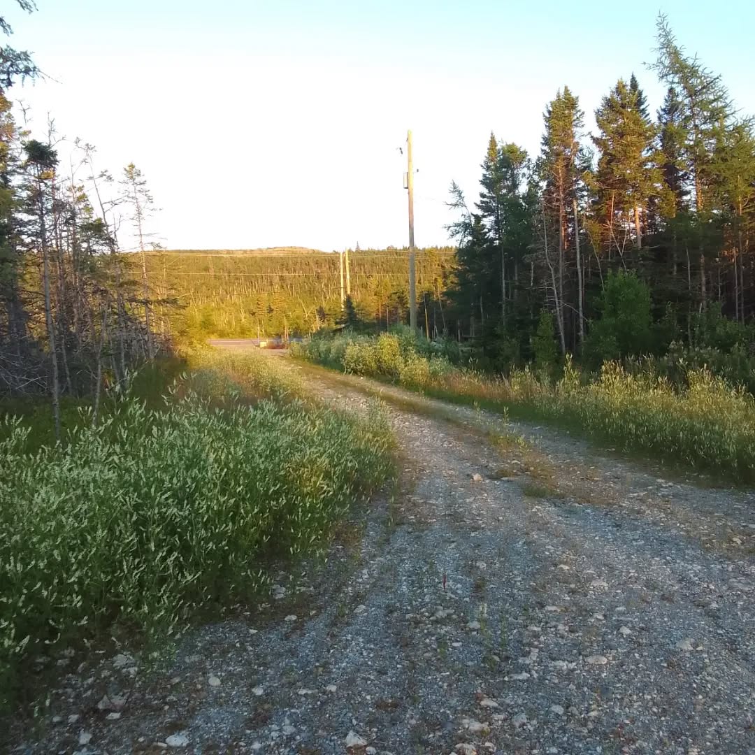 Wandering through the further garden. Sweet clover, oats and the truck, and Dave and I finding all the beautiful rocks. The blueberries are starting, but not sweet yet. The raspberries are perfect now. 🩷💙🙏