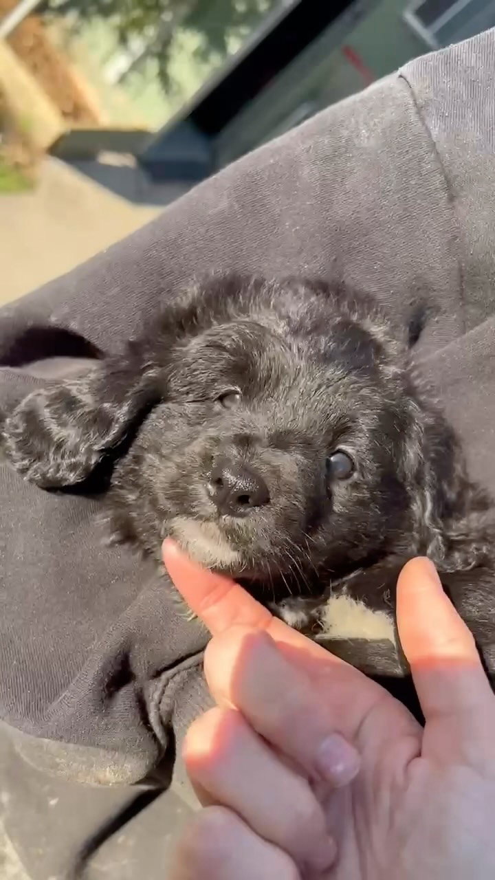Meet Oreo, a handsome male F1B Bordoodle, born April 11, 2026, with parents Calypso and Matt. His curls, charm, and playful spirit make him unforgettable. Loved from the start, ready to bring joy to his forever family.
Microchip: 956000019406464
Source No: BR100575
✨ For a limited time, Oreo is available at an affordable price with up to 48–50% off the sweetest chance to welcome him home.
#puppiesdownunder #oreothebordoodle #doodle #BR100575