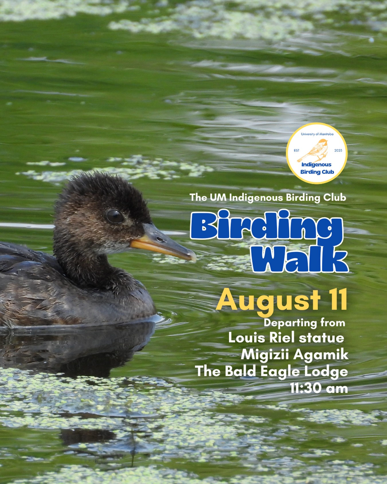 Our next walk is on August 11!
Please note that at this time of year, bird activity tends to slow down, so we typically see and hear fewer species than we do in spring or early summer or even later in the summer. We are still looking forward to a great walk together, but we wanted mention this to help set expectations.
Join us for a relaxed, 1.5-hour birding walk that begins at Migizii Agamik – Bald Eagle Lodge. We will gather at 11:20 a.m. by the Louis Riel statue, with the walk starting promptly at 11:30 a.m. The walk will take us to King’s Park, or another nearby location, at a leisurely pace, allowing us to enjoy our feathered relatives in the green spaces on and near campus.
These walks are open to BIPOC (Black, Indigenous, and People of Colour) folks and allies who share our belief that birding is for everyone, regardless of experience. Whether you’re new to birding or a seasoned enthusiast, we welcome you to join. Just dress for the weather and be sure to bring sunscreen and water. If you don’t have your own binoculars, we have some available to borrow.
Our walks are an opportunity to connect with nature, build community, and learn from one another in a relaxed and supportive environment. Feel free to participate at your own pace, there’s no need to stay with the group the entire time, and you’re welcome to come and go as you please.
Accessibility Information:
The walk covers a variety of paths, including pavement, grass, dirt, and gravel, with mostly flat terrain and a few gentle slopes.
Washrooms are available approximately halfway along the walk.
If you need assistance or have specific accessibility requirements, please let us know in advance so we can do our best to accommodate you.
Parking:
Please note there is NO free parking on campus M-F from 8:30 a.m. to 4:30 p.m. Parking is available in the Parkade and at metered spaces for a fee.
We look forward to seeing you there!
📷: @justinleerasmussen
@umindigenous