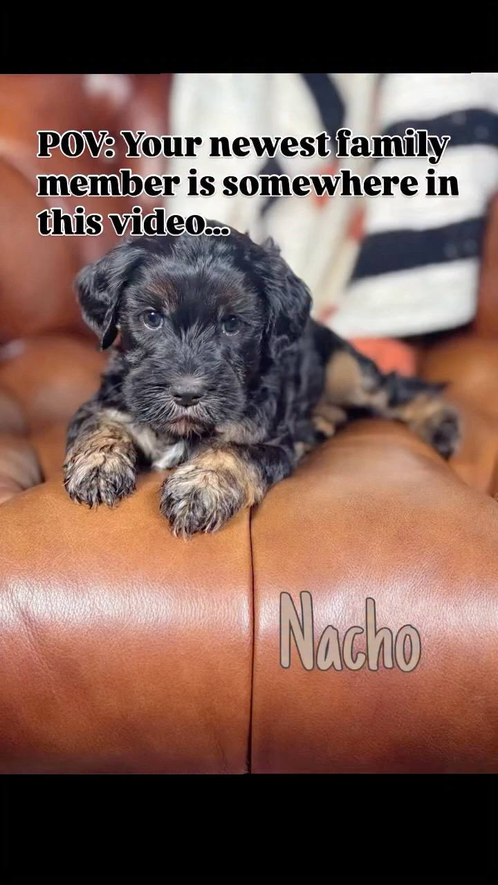 POV: Your newest family member is somewhere in this video…”
“Go home mid to late August.”
🐾 Which one is calling your name?
📋 Apply today.