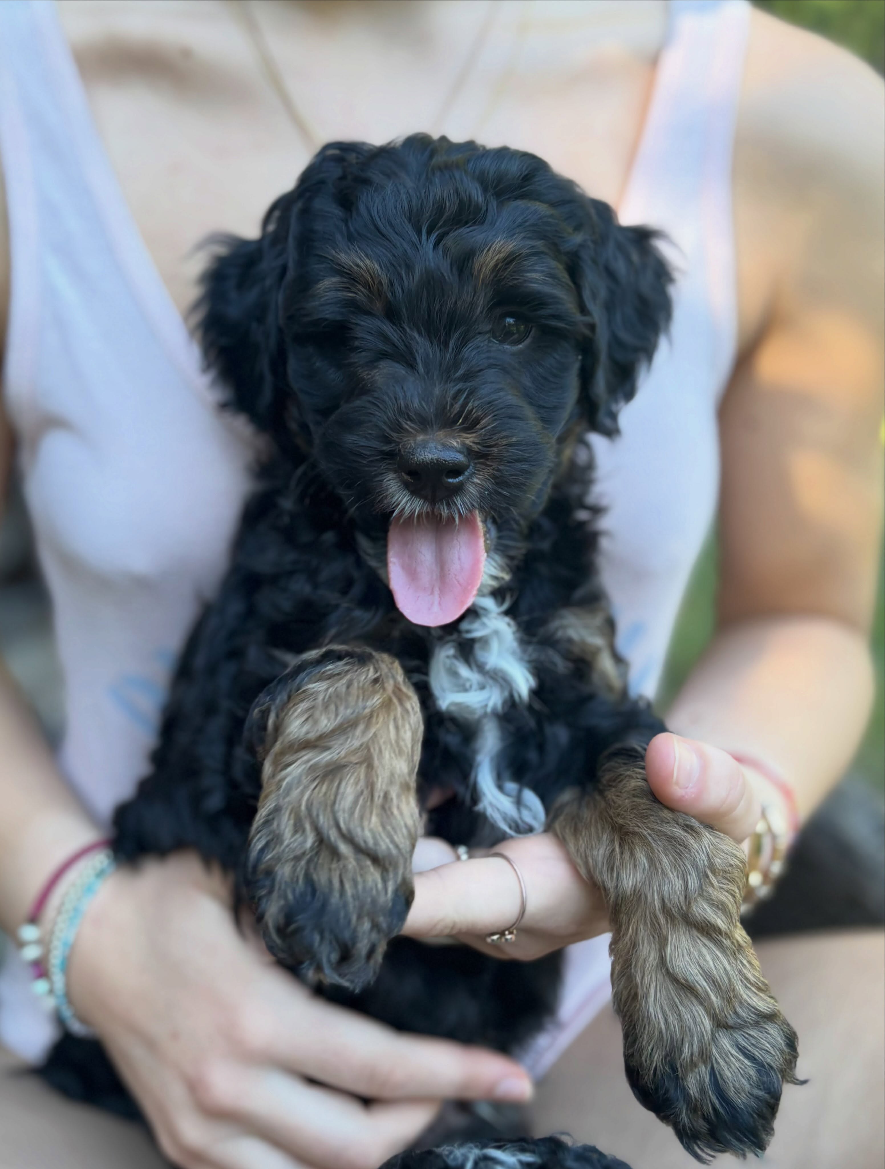 *little man has found his people! *
This little man is available!!! Multigen micro/mini Bernedoodle. Huckleberry is charting to be 25-30lbs. He’s double furnished so no shedding! Spunky fun and snuggly personality. Reach out if you’d like more info. He’s ready to welcome home this weekend ❤️