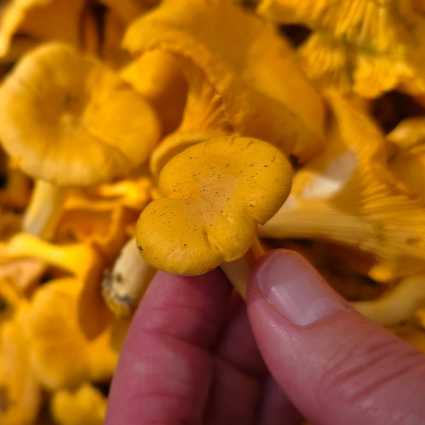 🍄 Guide's day off?
Of course... somewhere in the forest collecting take-away food. 😄
Chanterelle season is one of the best times of the Nordic summer. A quiet walk through the woods, fresh air, and the excitement of spotting those golden treasures hiding under the moss.
Sometimes the best supermarket has no walls at all.
🌲💛
#MyTrailFinland #Foraging #Chanterelle #MushroomPicking #nordicnature