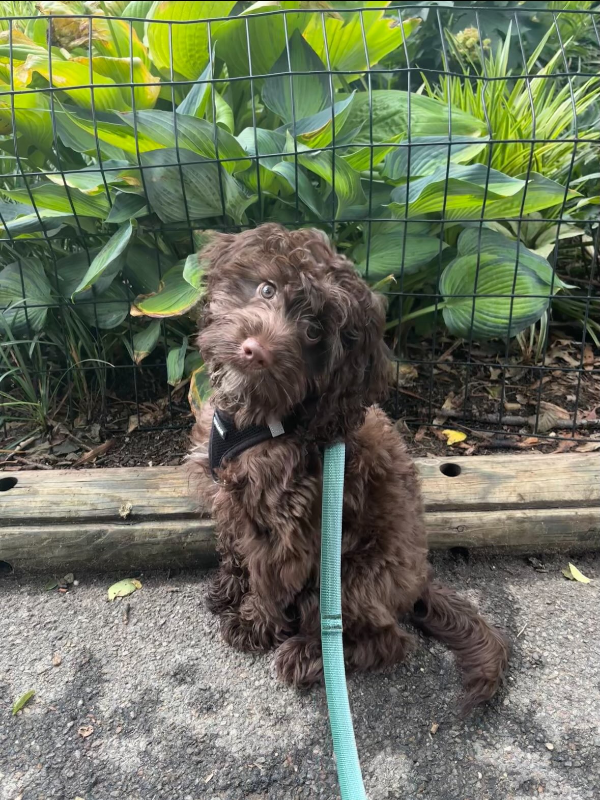 One of my favorite parts of this job is watching puppies figure out how the world works 🐶🌎
I’ve been walking Mud for about a month now, and it’s been so much fun seeing her progress.
When we first started, everything was more exciting than me! Every dog, person, and smell was impossible for Mud to ignore.
Instead of just trying to stop the pulling, we’ve been teaching her what to do instead. One of our favorite exercises is simple: I count to three, and by “3,” Mud turns to check in with me for a treat. I’ve also been rewarding her for choosing to walk with me, gradually increasing the distance between treats as she’s improved.
Along the way, she’s learned to potty outside, go up and down stairs confidently, and she’s becoming such a thoughtful little walker!
I’m not a dog training specialist, but I love learning about dog behavior and working with families to find positive, practical strategies that help their dogs succeed.
Swipe to see Mud’s progress…and the sweet text from her parents that completely made my day 🥰
Good dogs aren’t born. They learn.
#PuppyTraining #PositiveReinforcement #DogBehavior #DogWalker #brooklyndogsofinstagram