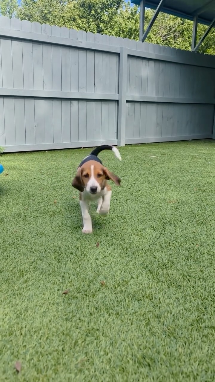 New Puppies Available!
Fill out an adoption questionnaire today to tell us you're interested in the "Color Puppies" 🐾
#adoptdontshop #houndsofinstagram #puppyplaytime #fluvannaspca