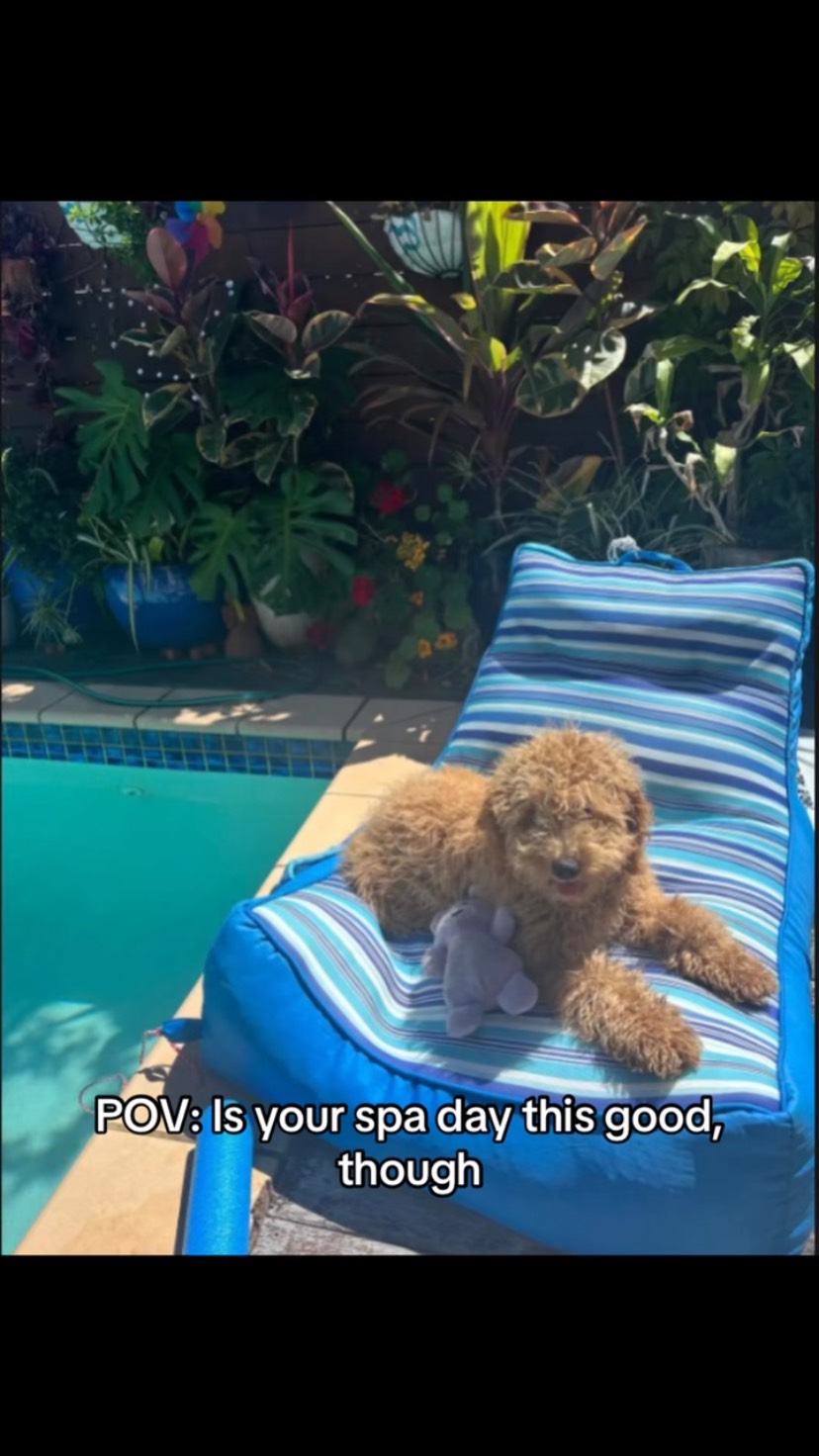 Toni’s beautiful Clare, a playful female Labradoodle living her best summer life. Floating by the pool with her toy, soaking up the sunshine, and showing off her curls… she’s the definition of joy and relaxation.
Source No: BR100575
#puppiesdownunder #clarethelabradoodle #poolsidepup #aussiedogs #BR100575