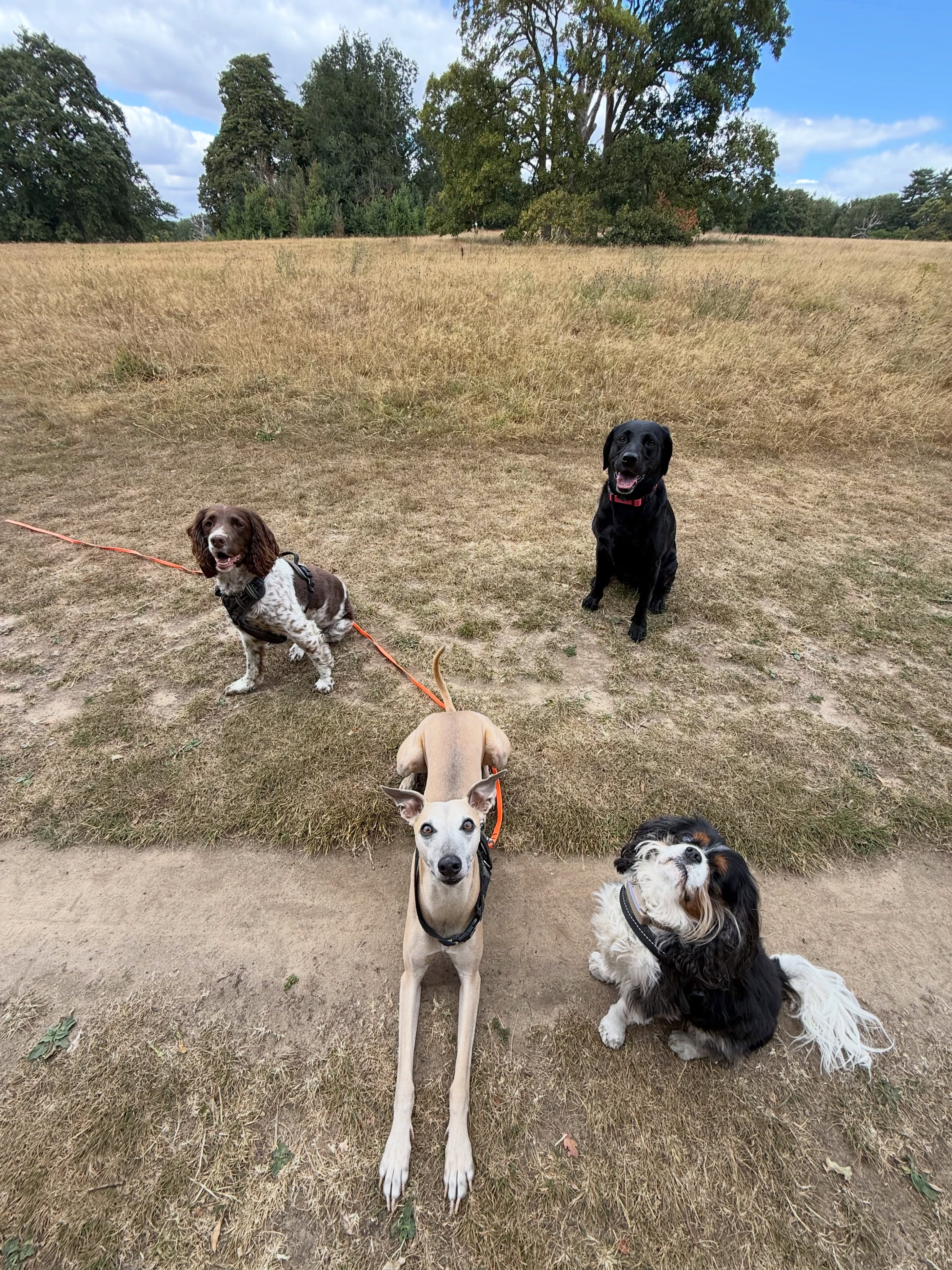 0.5 lens on a whippet is fun 😆.
.
.
.
.
#dog_features #dogsofinstaworld #dogs_of_instagram #dogoftheday #dogsofinstagram dogstagram doglover dog dogs doggy doggo doge doggies doggie cute dogwalker dogwalking norwichdogwalker dogwalkernorwich norwich norfolk dogpark