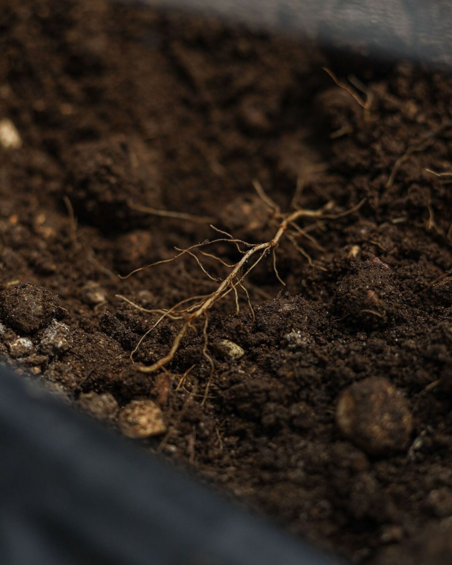 La salute della pianta nasce dalle radici. Un terreno attivo stimola le difese naturali, migliora l’assorbimento degli elementi e sostiene qualità e produttività. 🌱
#intactsolutions #highperformingcrops