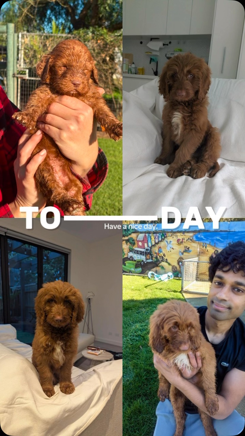 Ayngaran’s gorgeous Groodle girl, from pick‑up day to today, she’s blossomed into the sweetest, happiest companion. Those tiny puppy paws have grown, her curls have flourished, and her personality shines brighter every day. Watching her journey has been pure joy.
#puppiesdownunder #groodlegrowth #frompuptoprincess #aussiedogs #BR100575