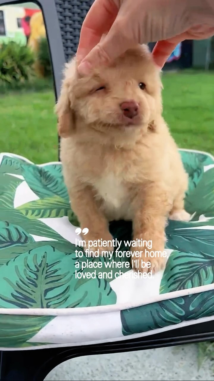 Meet Benny, a handsome F1B Bordoodle, born January 17, 2026, from proud parents Minty and Matt. With his curls, playful energy, and gentle nature, he’s the perfect mix of love and fun.
Microchip: 956000019406426
Source No: BR100575
✨ For a limited time, Benny is available at an affordable price with subtle savings of 48–50% off, the sweetest way to welcome joy home.
#puppiesdownunder #bennythebordoodle #f1bbordoodlejoy #aussiedogs #br100575