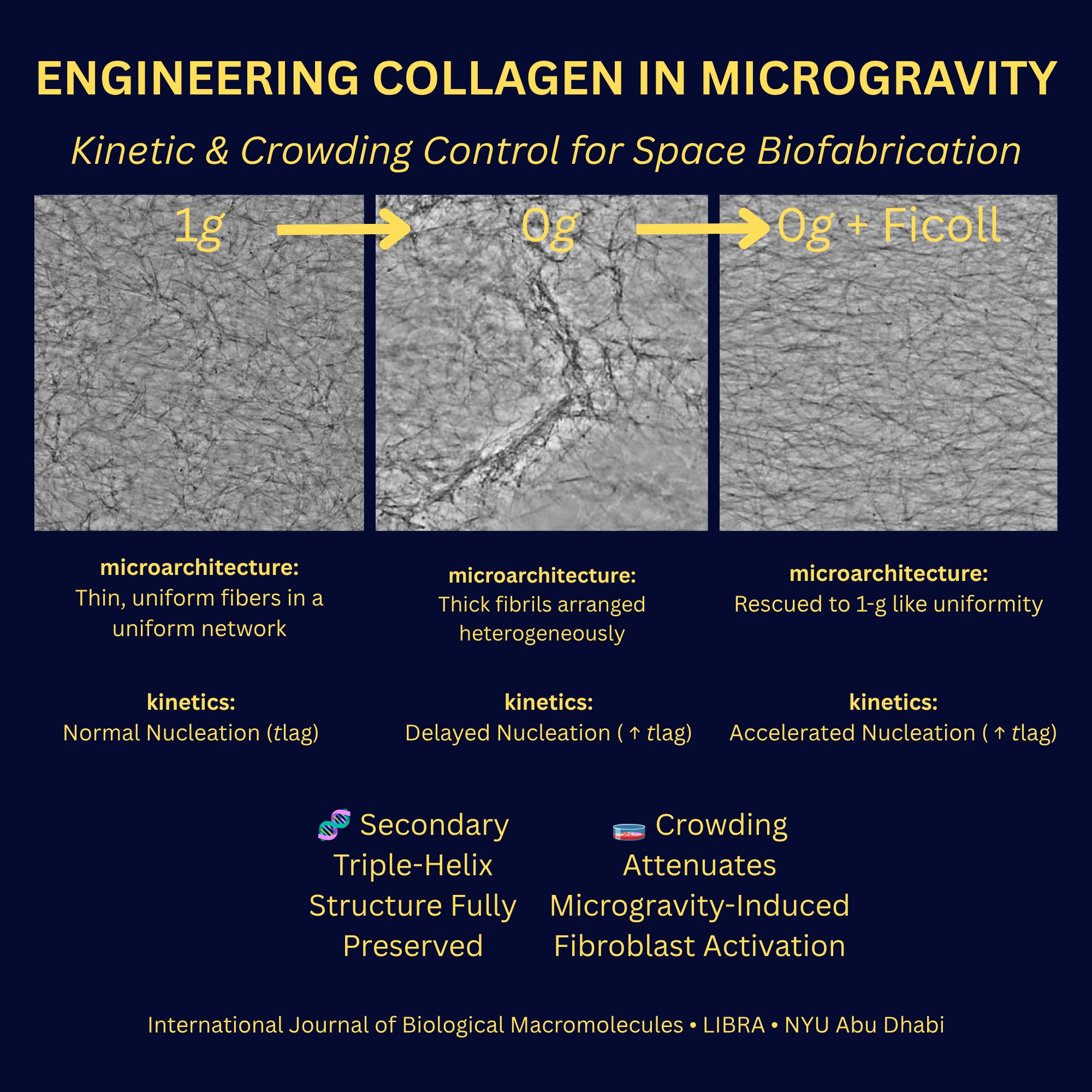 🌌 Can we engineer extracellular matrix in microgravity? 🚀
@jsapudom, @riad.nassri's study in International Journal of Biological Macromolecules shows how gravity—or the lack of it—shapes collagen hydrogels!
🔬 What they found:Altered Kinetics: Microgravity delays collagen nucleation, causing fibers to grow significantly thicker and form more heterogeneous networks. Intact Structure: Spectroscopic analysis shows the native triple-helix remains completely safe and intact. Crowding Rescue: Adding a macromolecular crowder (Ficoll 400) speeds up nucleation, restoring uniform 1g-like network architecture and attenuating fibroblast activation.
This work highlights gravity and crowding as tunable physical parameters to master space-based biofabrication and off-Earth tissue engineering! 🧫✨
https://doi.org/10.1016/j.ijbiomac.2026.153919
#Biomaterials #SpaceBiofabrication #Microgravity #TissueEngineering #SpaceBiology #Hydrogels #Biofabrication #NYUAbuDhabi