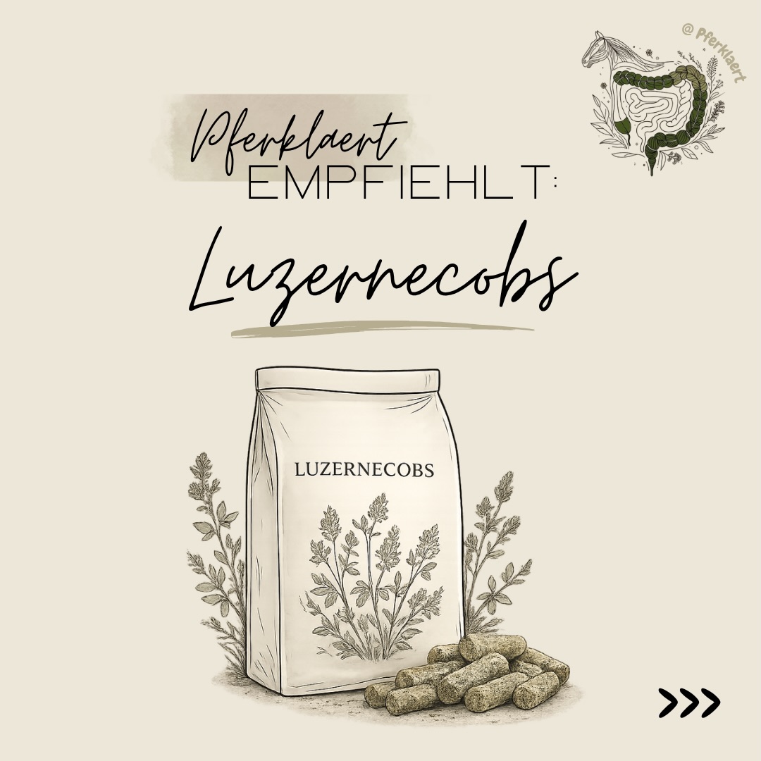 Hellou und willkommen zum nächsten Teil von ✨Pferklaert empfiehlt✨. Wir machen weiter mit Luzernecobs.
Luzernecobs werden häufig genutzt, um Rationen mit hochwertigem Eiweiß und strukturwirksamer Faser zu ergänzen. Je nach Zusammensetzung können sie beispielsweise für Pferde interessant sein, die einen erhöhten Bedarf an Eiweiß haben oder etwas mehr Substanz in der Ration benötigen.
Wichtig ist dabei aber immer die Qualität des Produkts, die Zusammensetzung und vor allem die individuelle Situation des Pferdes. Denn auch bei Luzernecobs gilt: Nicht jedes Produkt passt automatisch zu jedem Pferd.
👉🏻Grundsätzlich sollte Fütterung niemals isoliert betrachtet werden. Ob ein Futter sinnvoll ist, hängt immer vom Gesamtbild ab:
✅ Haltung
✅ Arbeitsniveau
✅ Verdauung
✅ Gesundheitszustand
✅ Alter
✅ restliche Ration
uvm.
Genau deshalb ist es wichtig, nicht nur Werbung, Trends oder Einzelmeinungen zu folgen, sondern die biologischen Zusammenhänge dahinter zu verstehen.
Und genau darum geht es hier auf meinem Account: Pferdegesundheit verständlich erklären, Zusammenhänge einordnen und fundiertes Wissen zugänglich machen🌿
Schreib gerne mal in die Kommentare
💬Welche Luzernecobs kannst du empfehlen?
💬Welche Produkte oder Produktgruppen soll ich mir als Nächstes anschauen?
Dein Feedback hilft mir dabei, die Reihe weiterzuentwickeln und noch hilfreicher zu gestalten 💚
Wenn dir der Beitrag gefallen hat, freue ich mich über ein Like ❤️, speichere ihn für später 📌 und teile ihn mit anderen Pferdemenschen 🐴✨
⚠️ Hinweis: Alle Angaben beziehen sich auf den Zeitpunkt der Erstellung des Beitrags. Deklarationen, Preise und Herstellerangaben können sich jederzeit ändern und sollten daher vor dem Kauf stets aktuell überprüft werden.
(unbezahlte Werbung)