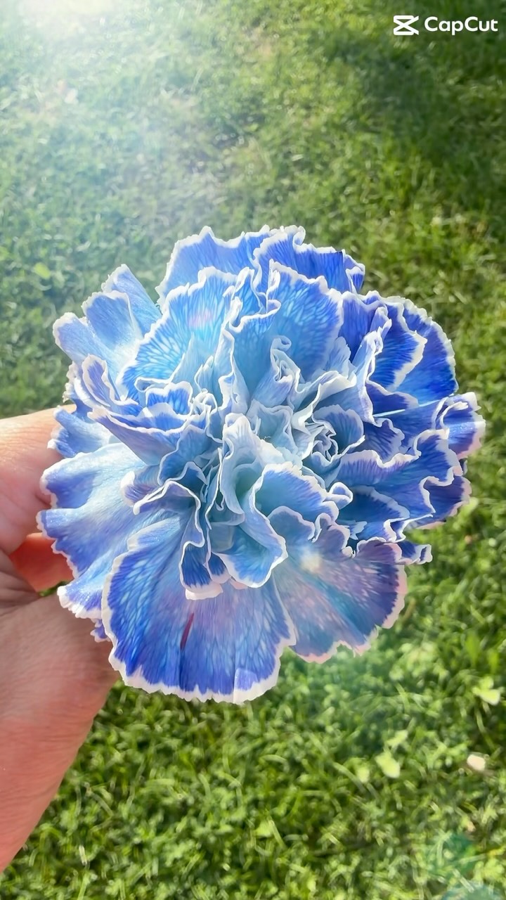 Carnations are the most underrated flower. Prove me wrong! They are so incredibly beautiful and one of the most economical flowers out there! What do you believe is the most underrated flower? #carnations #carnation #mostunderrated #floraldesign