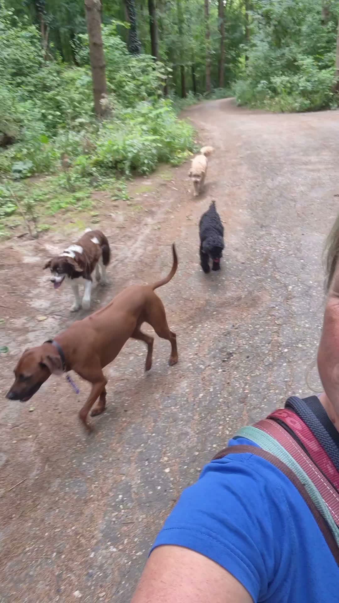 Het is niet altijd rennen en gek doen. Soms is het ook wel eens heel rustig en relaxed π€
πΎ Sammy, Borus, Abby, Sam, Twix, Jambo en Woezel