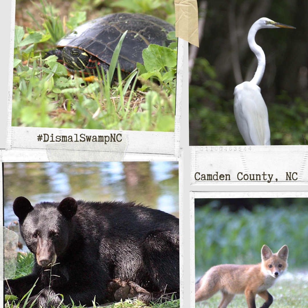 🦉🌿 Wildlife Wednesday at Dismal Swamp! 🌿🦌
The swamp is full of life! From black bears and bobcats to turtles, birds, and butterflies, you never know who you might spot on your next adventure. 👀🐻🐢
🌳 Slow down. Look around. Discover the wild side of the Dismal Swamp!
#WildlifeWednesday #DismalSwamp #ExploreNC #CamdenCountyNC #NatureLovers
@visitcamdennc @ncwildlife @ncwildlifefed @ncstateparks