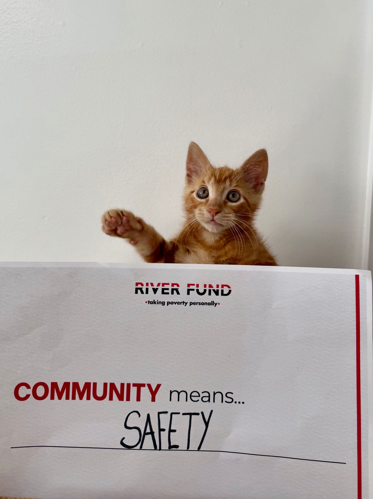 A Lucky Lefferts appreciation post in honor of National Cat Day! 🐾