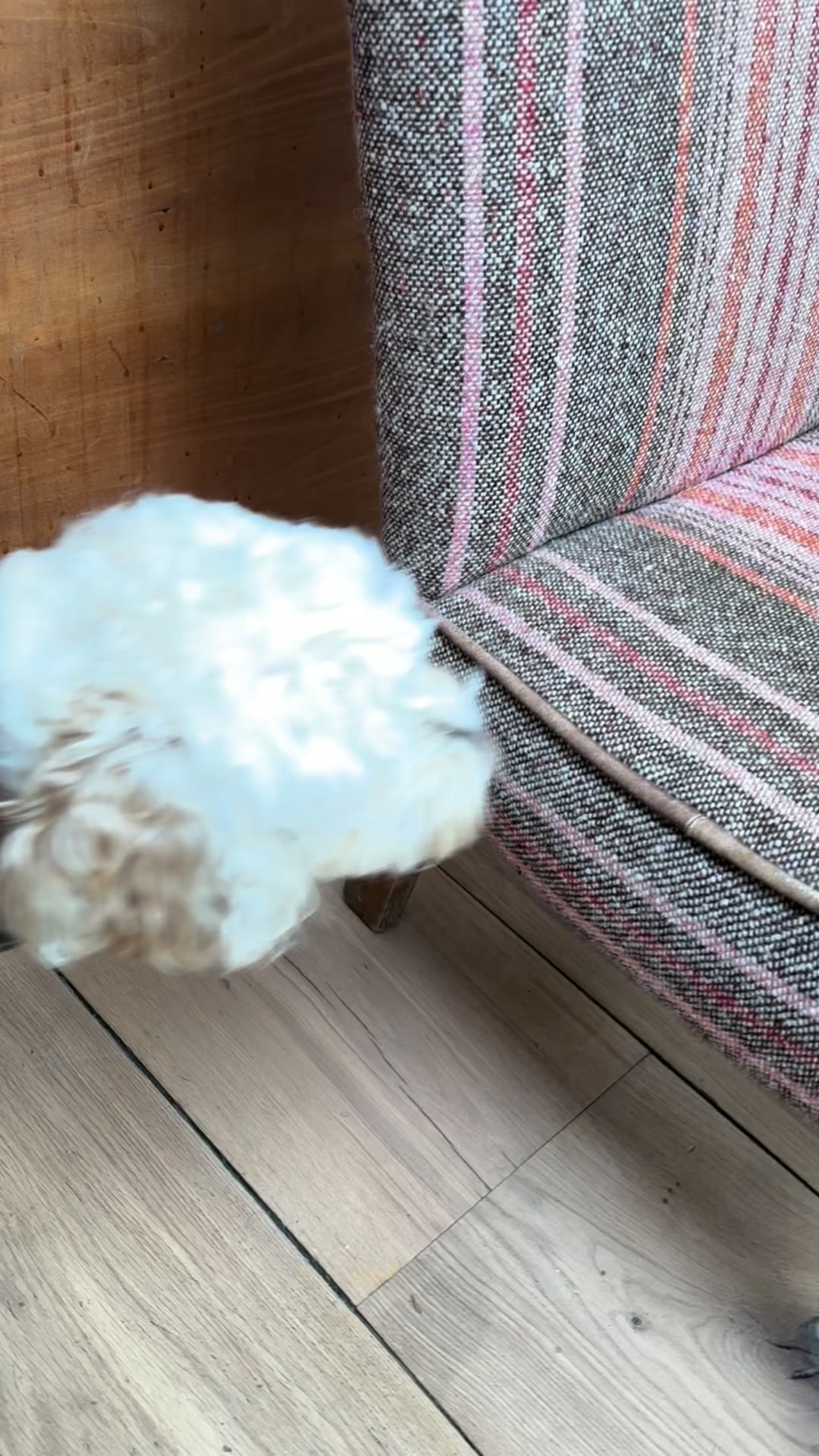 The dog, not quite got my respect for a chair…. #dog #drama