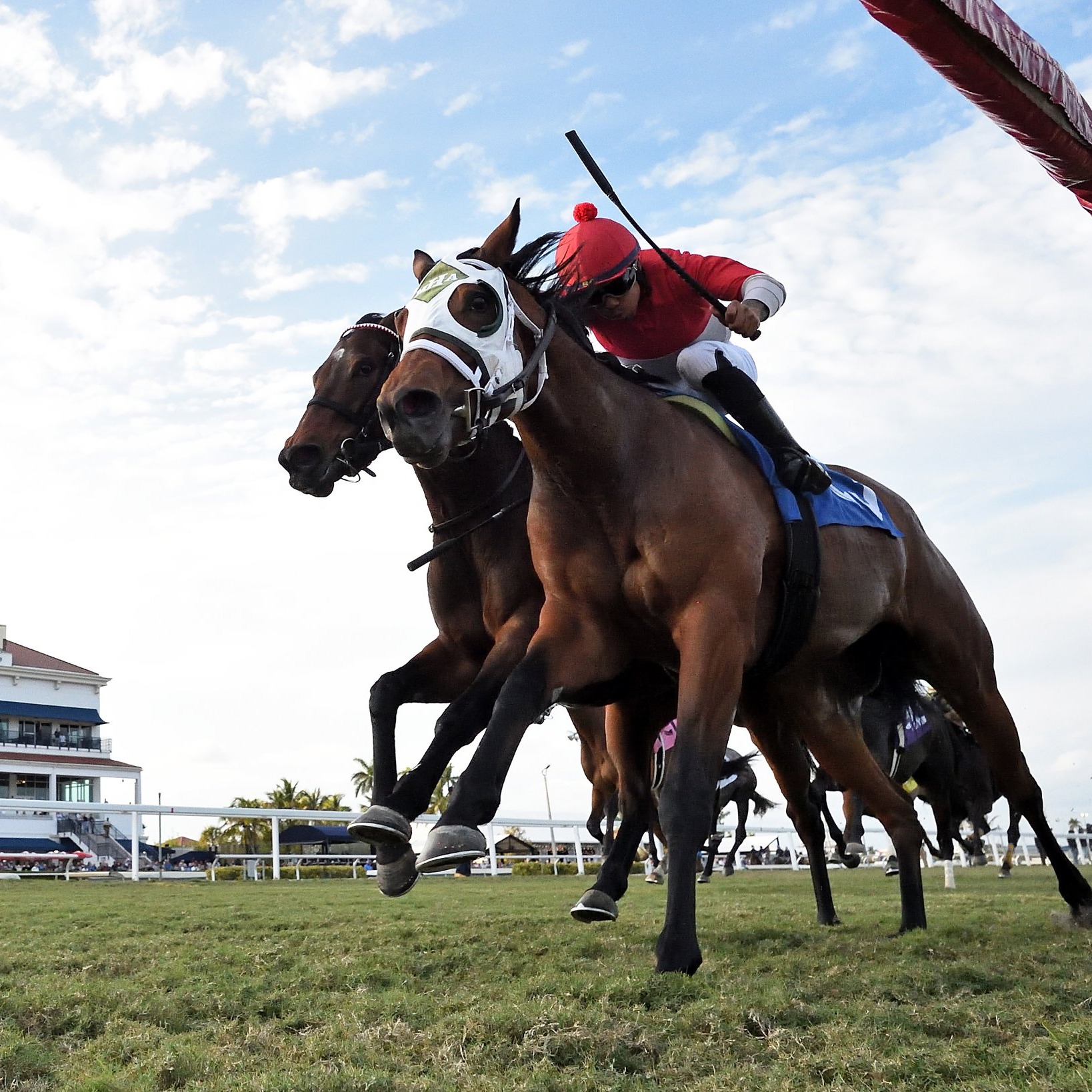 A true Saratoga favorite. ❤️ Spinning Colors has earned nearly $450k with 5 wins and 11 in-the-money finishes from 24 starts for trainer Mark Hennig.
A homebred for longtime client and friend Bill Parsons and David Howe, Spinning Colors captured the Mount Vernon Stakes at Saratoga last summer and is now working toward what would be her fifth consecutive summer at the Spa.