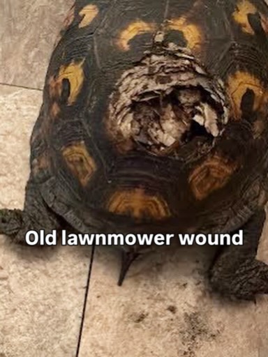 PSA: walk areas before mowing and raise the mower deck to avoid injuring turtles
This eastern box turtle was found with an old wound that is likely from a lawn mower. Turtle will get hit when a lawn mower deck is Low and grazes their carapace causing this circular wound. The infection had already set in and would have eventually taken this turtles life had he not been found. Thankfully, he was brought to us for life-saving care.
Our wildlife rehabber, Paige, got this turtle cleaned up, on pain management and antibiotics and he is on the road to recovery!