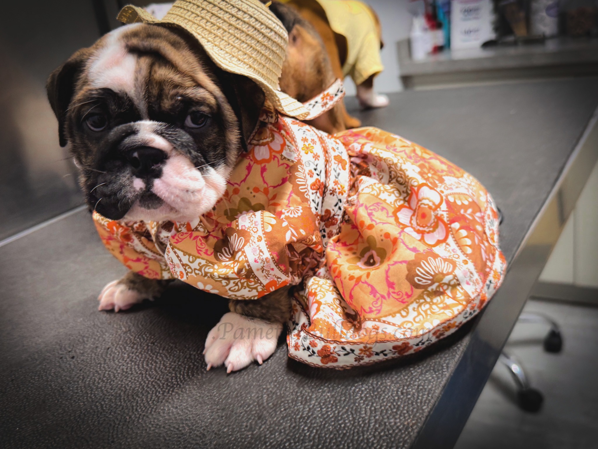 Abigail sitting pretty for her very first exam, fecal and vaccinations. More fun moments from this big day coming soon! #palmettobulldogs #englishbulldogs #bulldog #puppy #insta