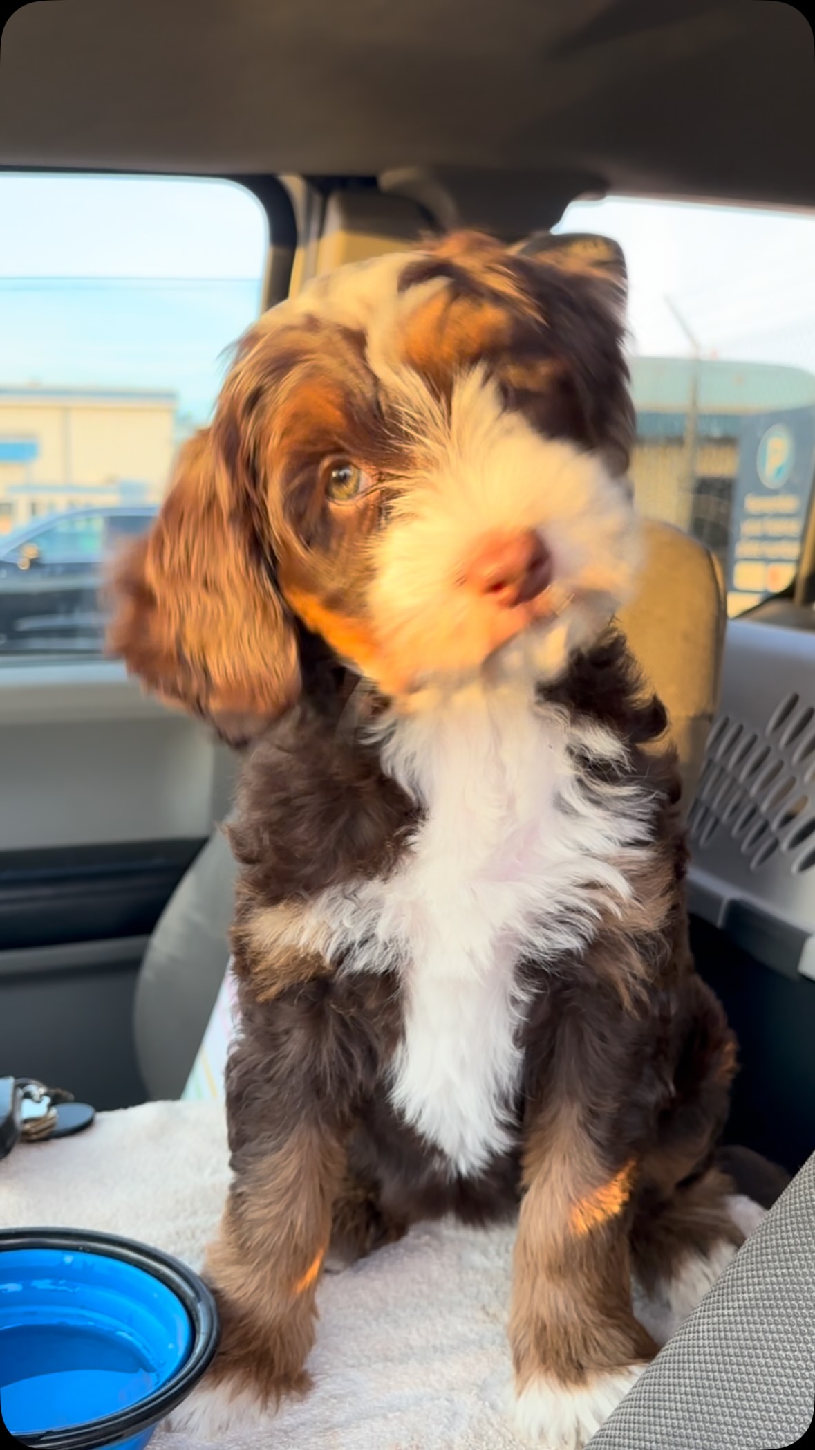 #cutepuppy Ember ❤️